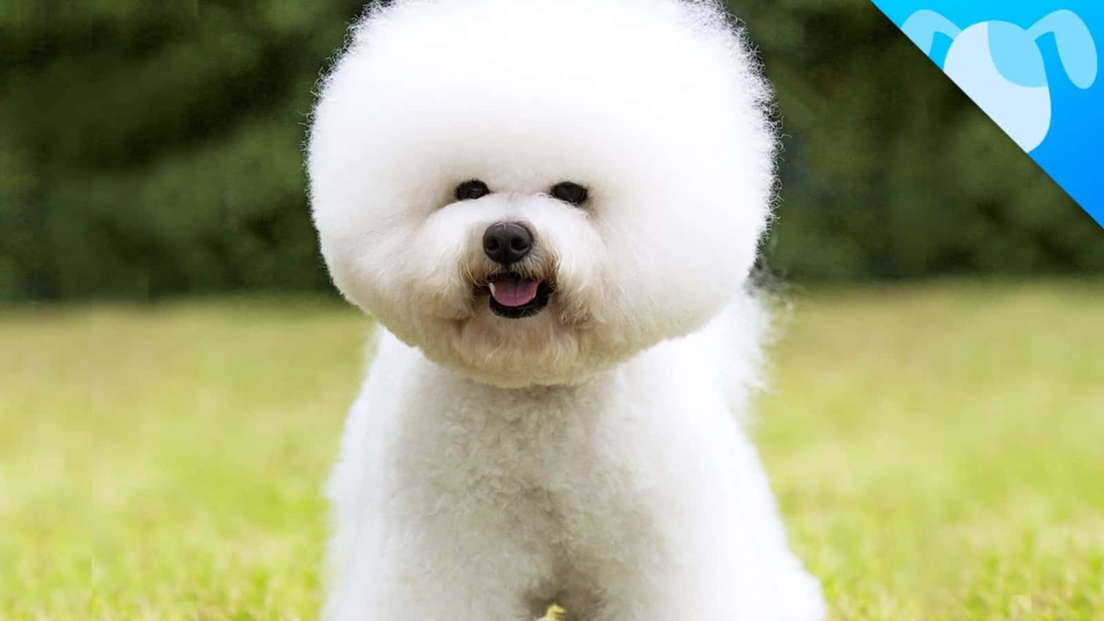 Bichon Frise 桌布 壁紙 — 一隻毛茸茸的白色比熊犬，有著圓形髮型，快樂地坐在綠色草地上，背景是模糊的森林。