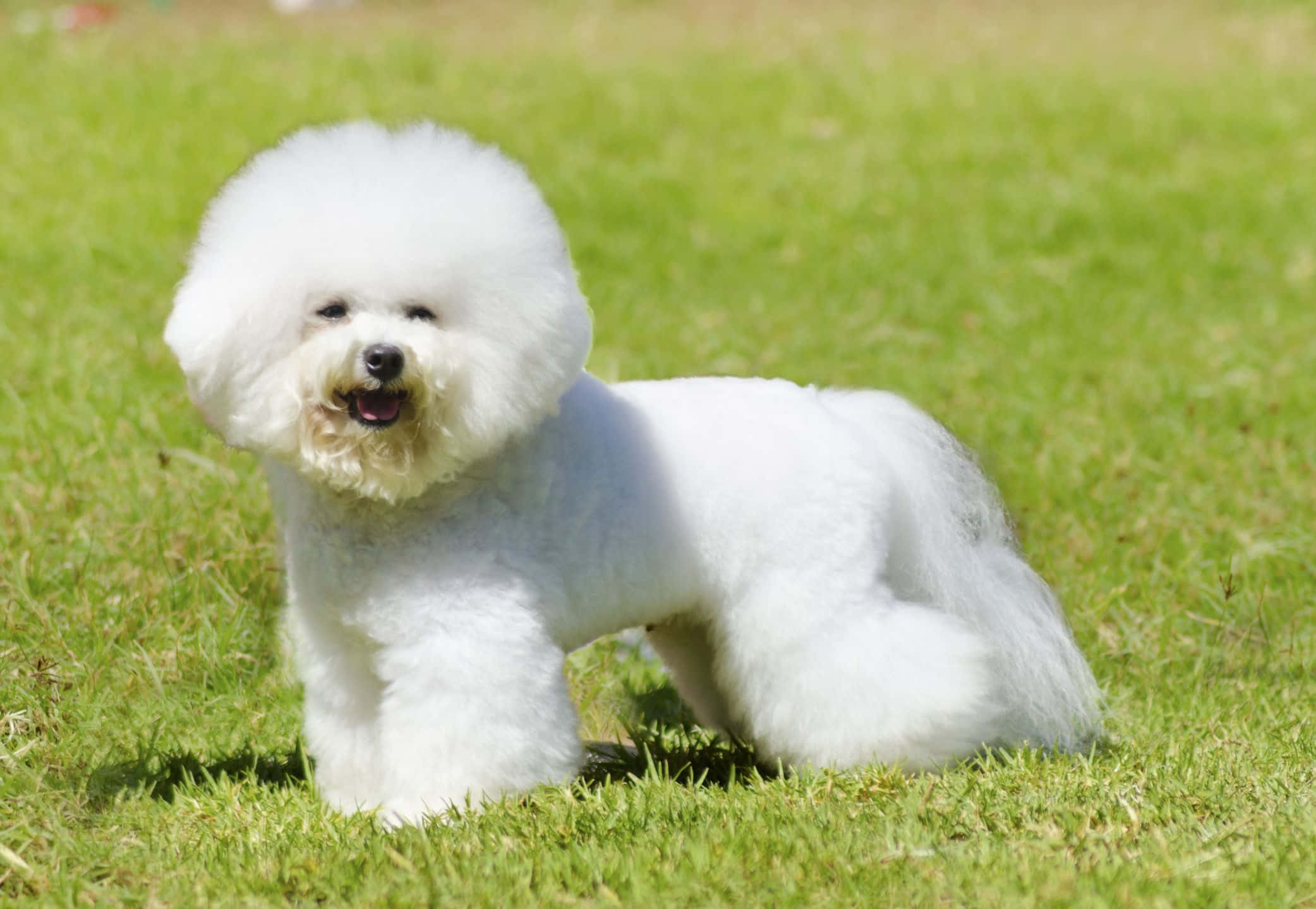 Dogs 桌布 壁紙 — 一隻毛茸茸的白色比熊犬在明亮的陽光下快樂地站在充滿活力的綠色草地上。