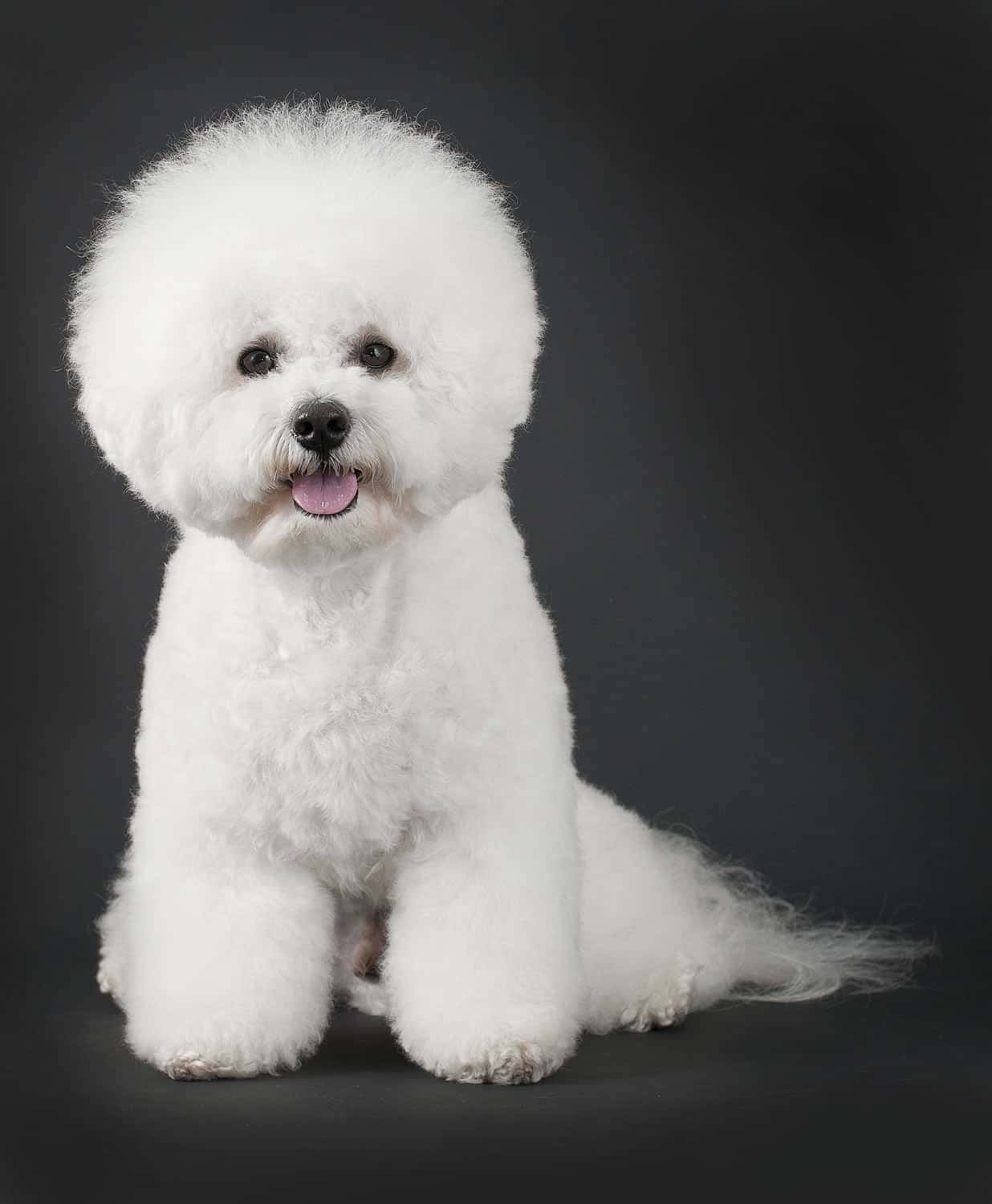 Bichon Frise 桌布 壁紙 — 一隻毛茸茸的白色比熊犬在深灰色工作室背景前開心地坐著，伸出舌頭。