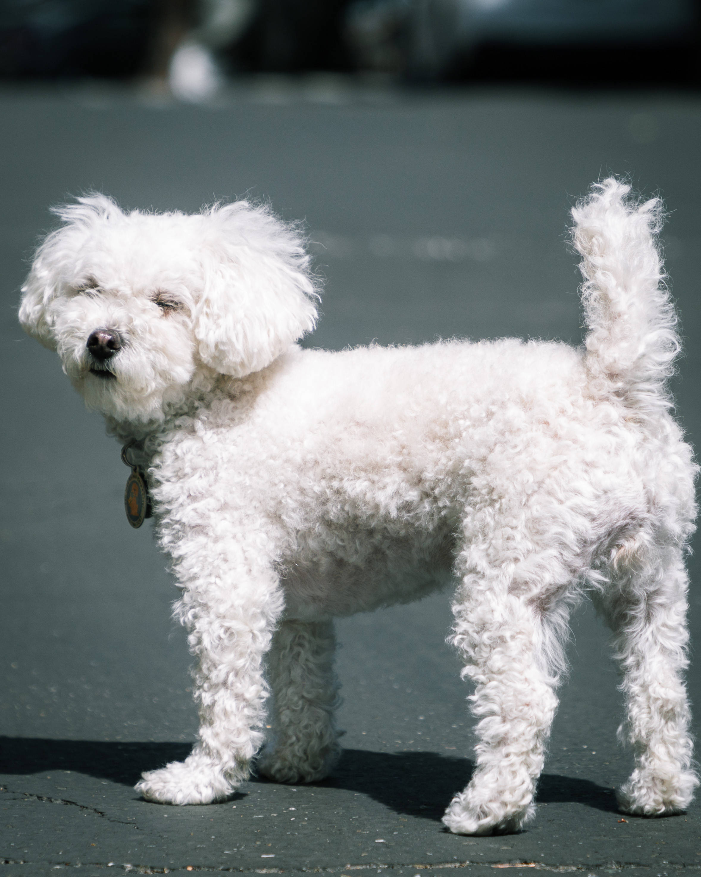 Poodle 桌布 壁紙 — 一隻毛茸茸的白色比熊犬在鋪砌的街道上警覺地站立，明亮的陽光投射出清晰的陰影。