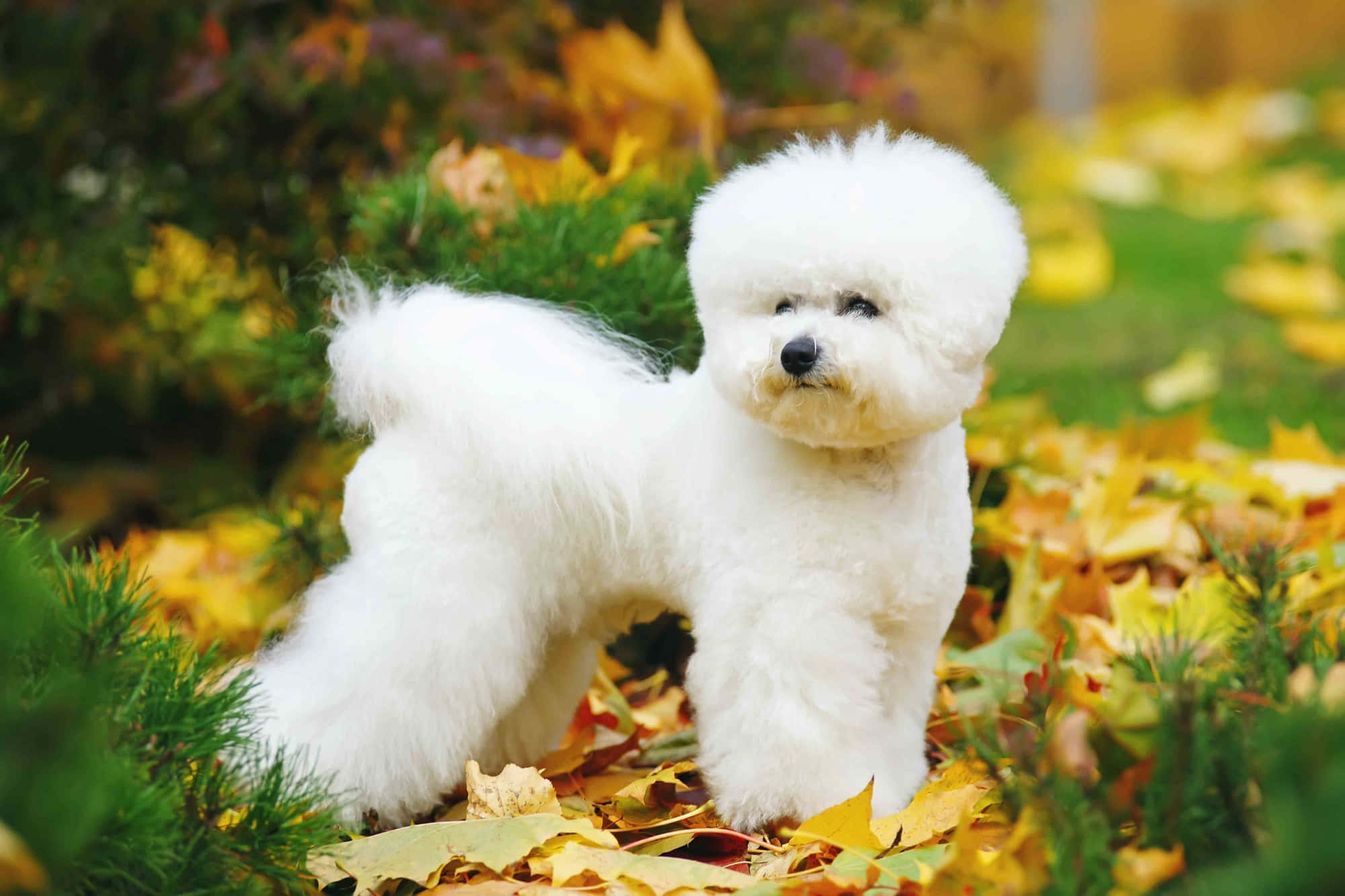 Bichon Frise 桌布 壁紙 — 一隻毛茸茸的白色比熊犬在陽光明媚的花園中，在金黃色的秋葉和綠色灌木叢中警覺地站立。