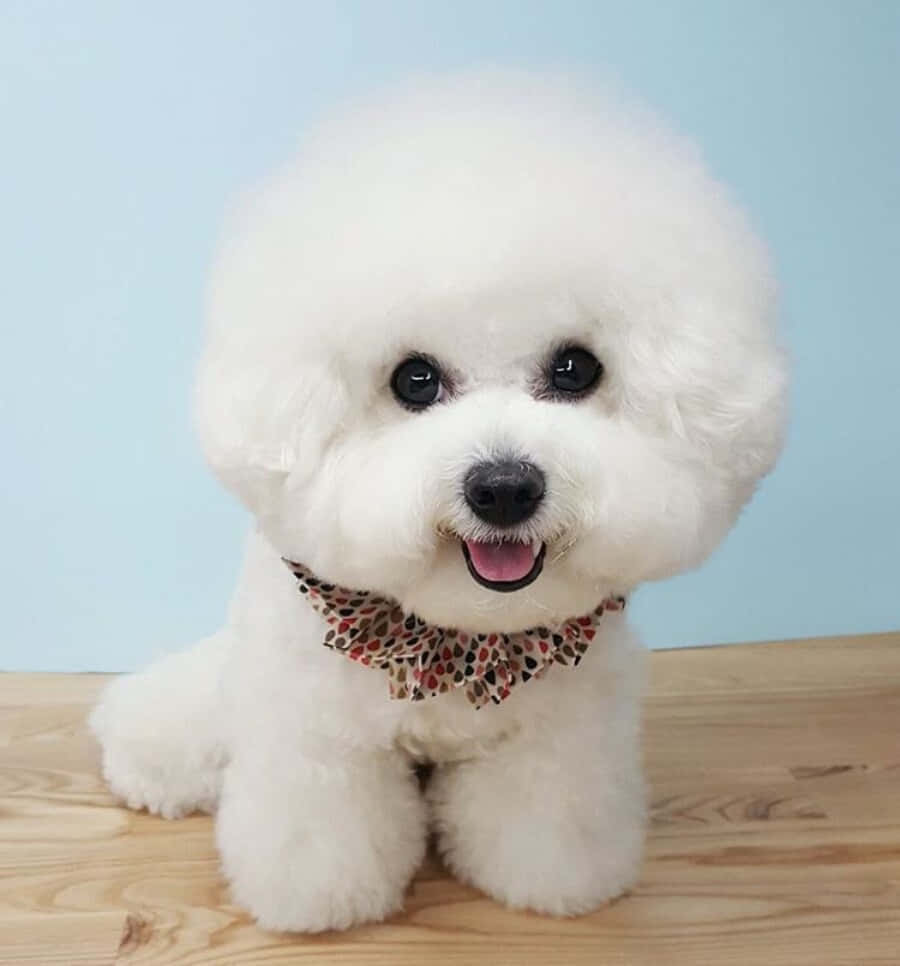 Bichon Frise 桌布 壁紙 — 一隻毛茸茸的白色比熊犬幼犬，深色眼睛和粉紅色舌頭，戴著豹紋蝴蝶結，開心地面對淺藍色牆壁坐著。
