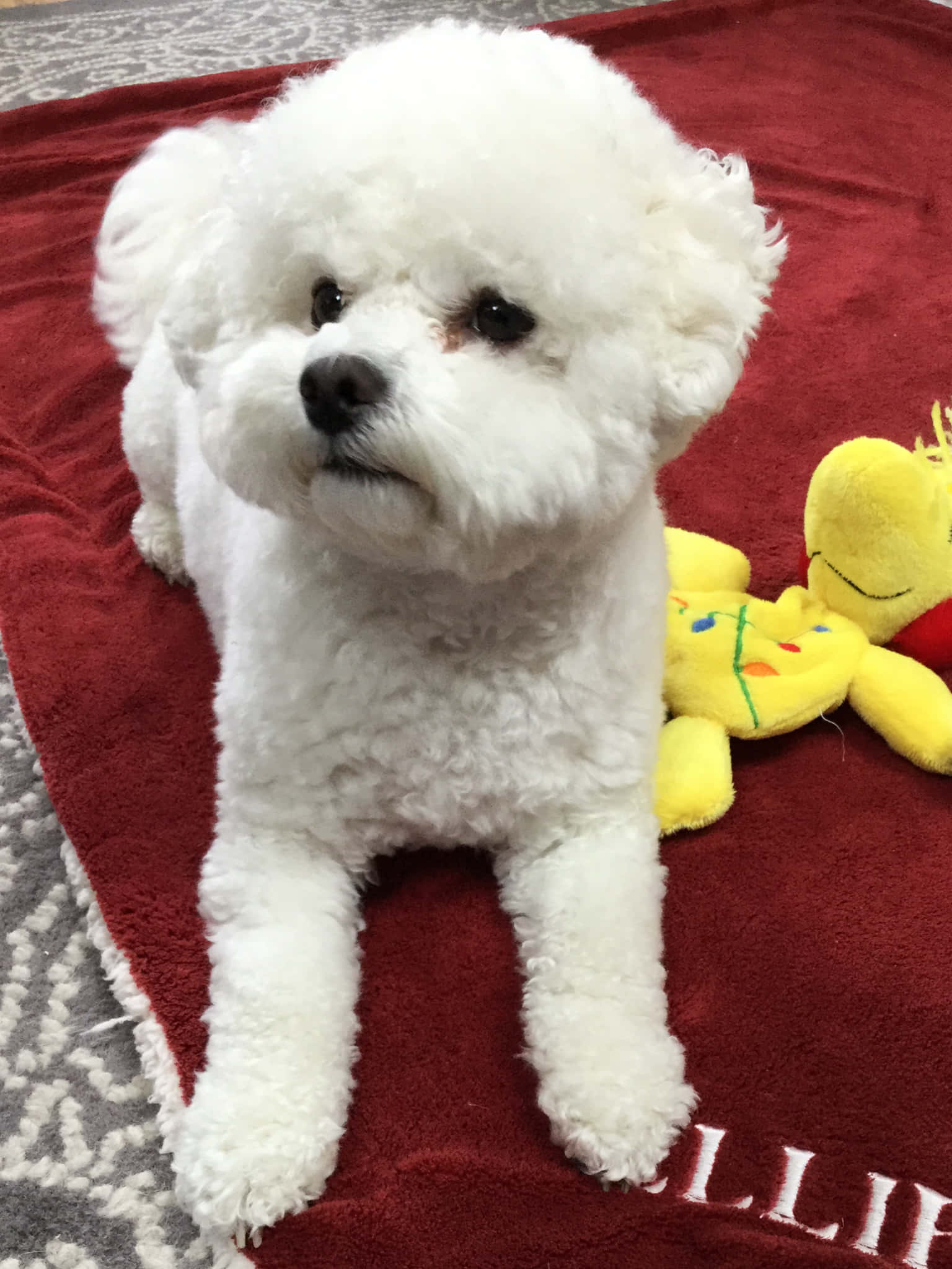 Bichon Frise 桌布 壁紙 — 一隻毛茸茸的白色比熊犬幼犬安靜地坐在紅色毛巾上，旁邊有一個黃色毛絨玩具。