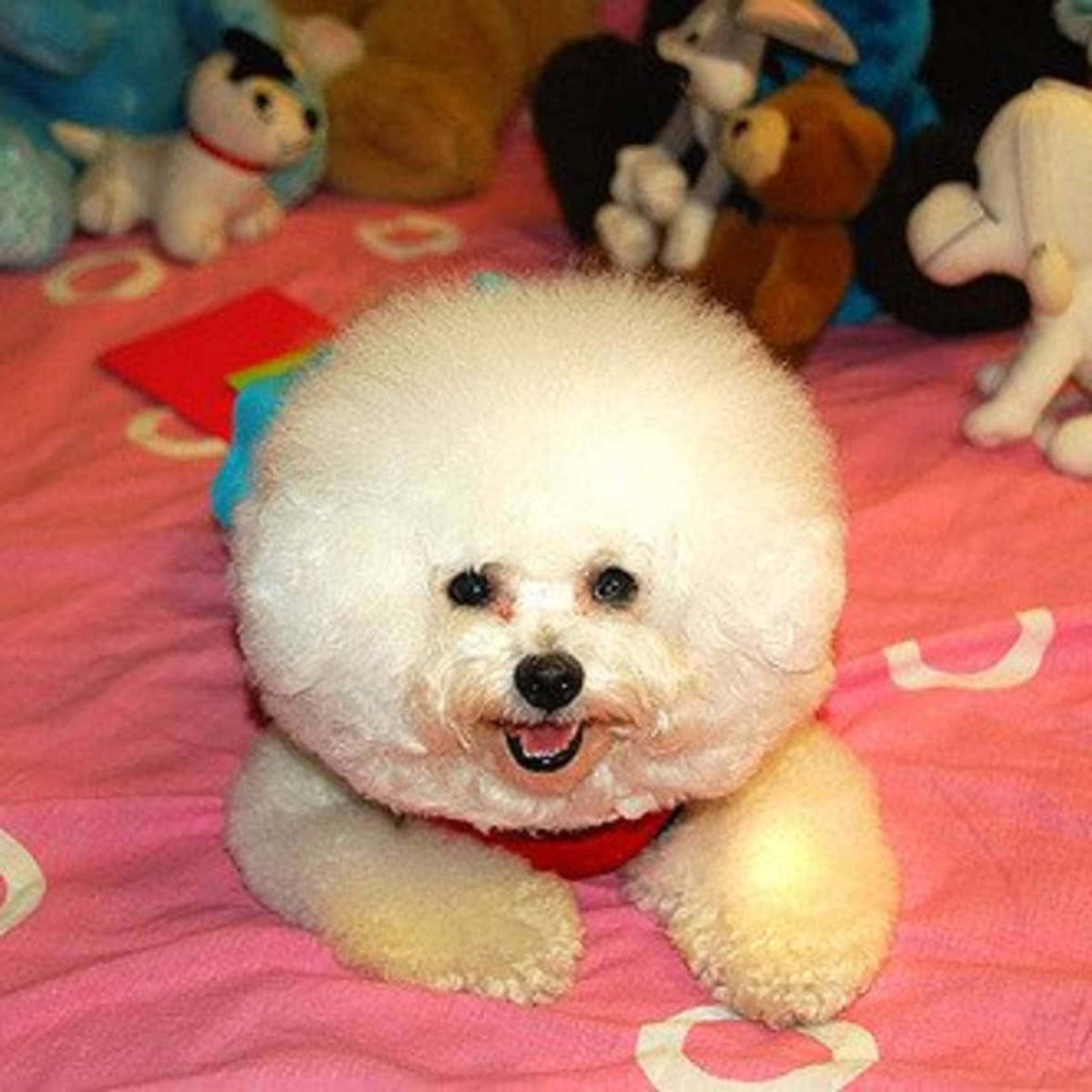 狗 桌布 壁紙 — 一隻毛茸茸的白色比熊犬幼犬帶著愉快表情躺在粉紅色圖案床上，周圍都是毛絨玩具。