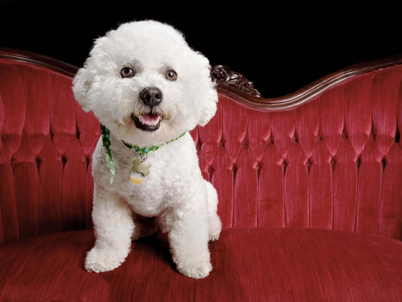 Bichon Frise 桌布 壁紙 — 一隻毛茸茸的白色比熊犬快樂地坐在黑色背景前的豪華紅色簇絨沙發上。