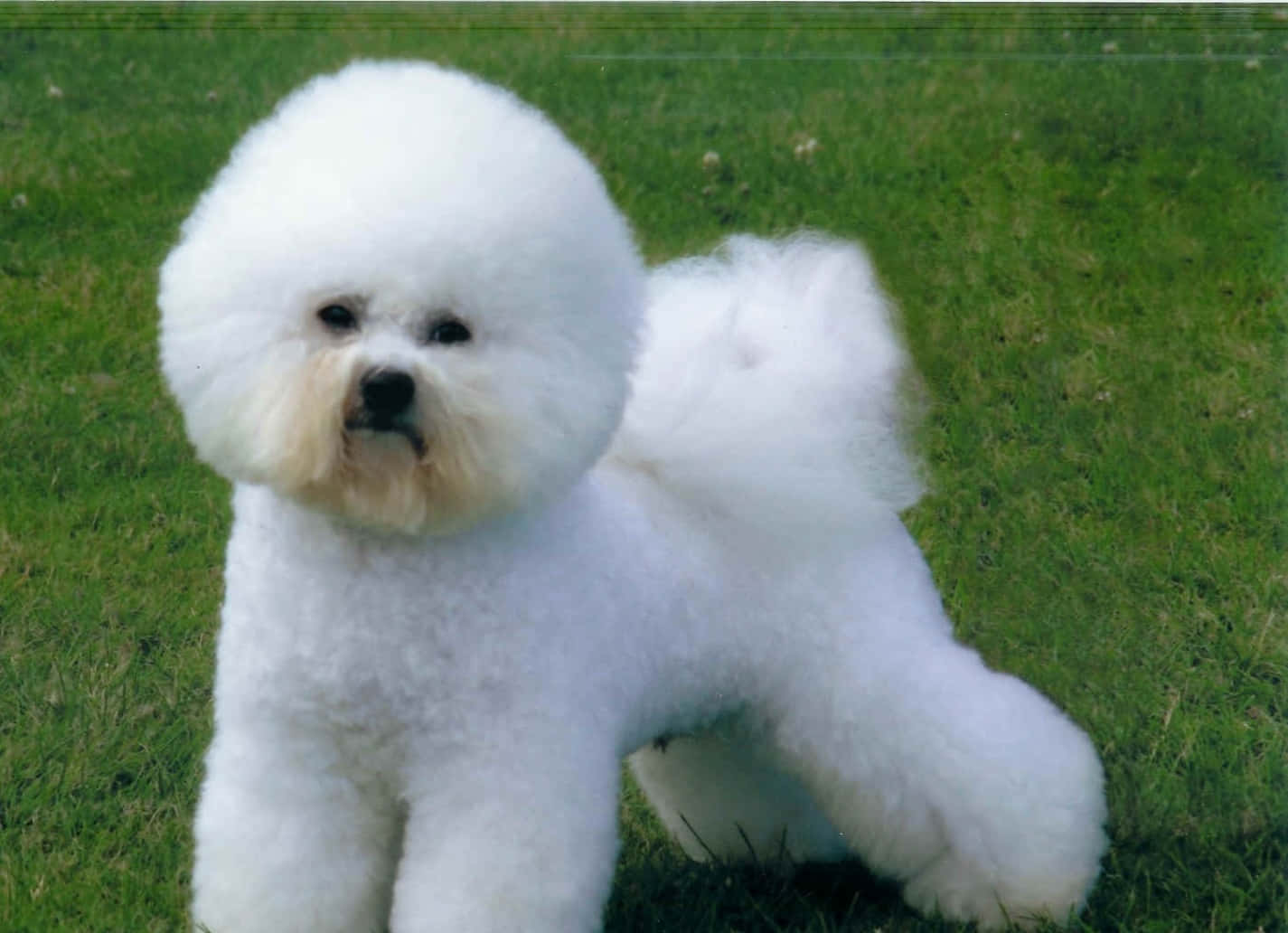 Bichon Frise 桌布 壁紙 — 一隻毛茸茸的白色比熊犬站在充滿活力的綠色草地上，背景柔和。