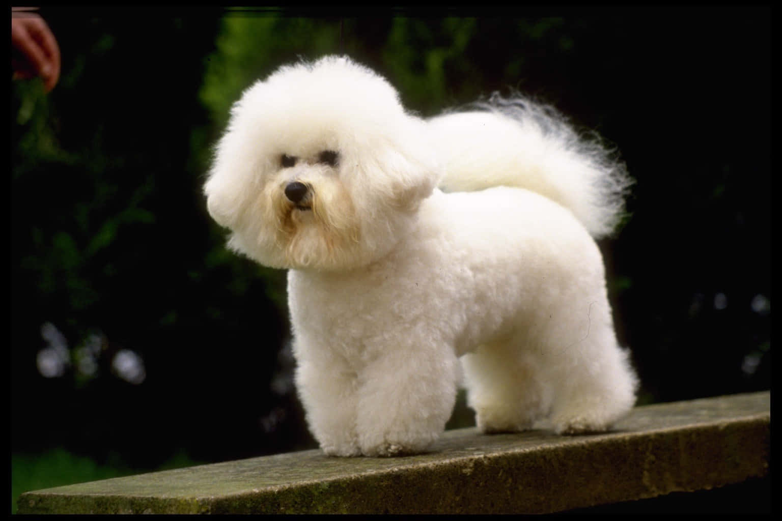 Bichon Frise 桌布 壁紙 — 一隻毛茸茸的白色比熊犬站在石緣上，背景是深綠色樹葉。