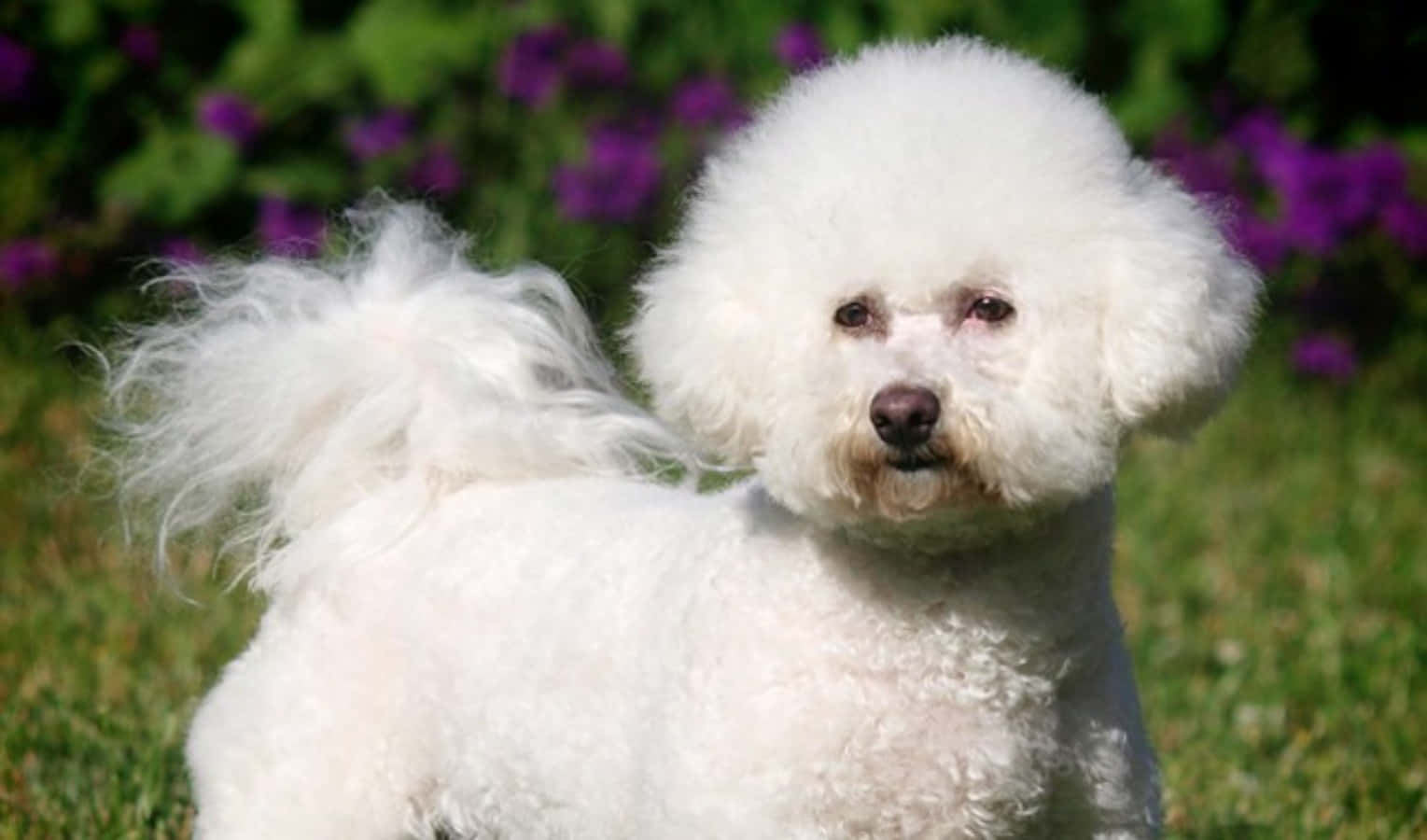 Bichon Frise 桌布 壁紙 — 一隻毛茸茸的白色比熊犬警覺地站在綠色草地上，背景有模糊的紫色花朵。
