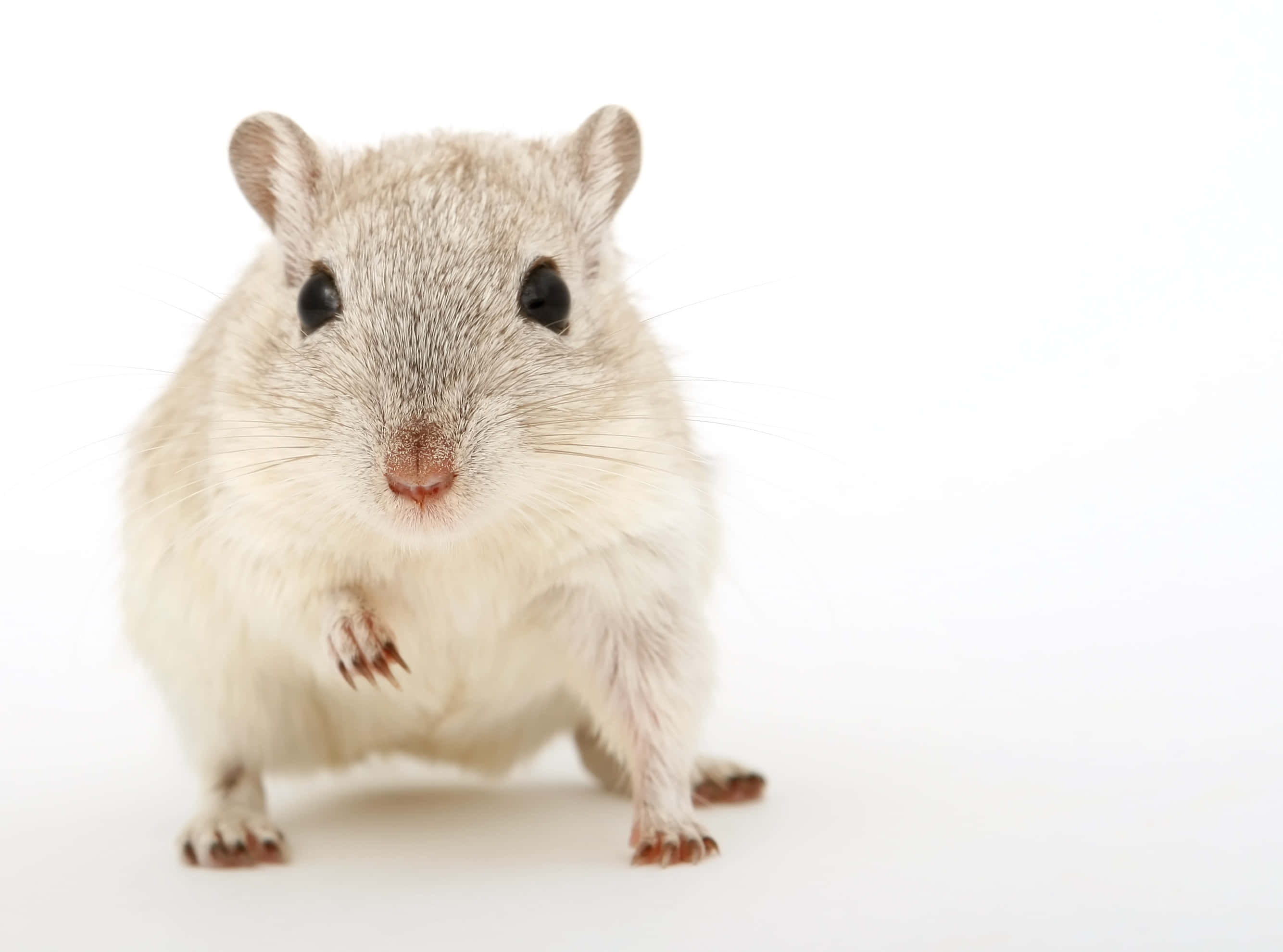 Mouse 桌布 壁紙 — 一隻毛茸茸的白色沙鼠，深色眼睛和粉紅色鼻子，在純白色背景下警覺地站立。