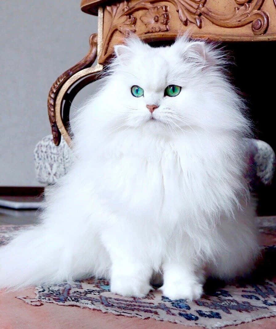 adorable 桌布 壁紙 — 一隻毛茸茸的白色波斯貓，擁有引人注目的綠色眼睛，威風凜凜地坐在圖案地毯上，旁邊是一張華麗的木椅。