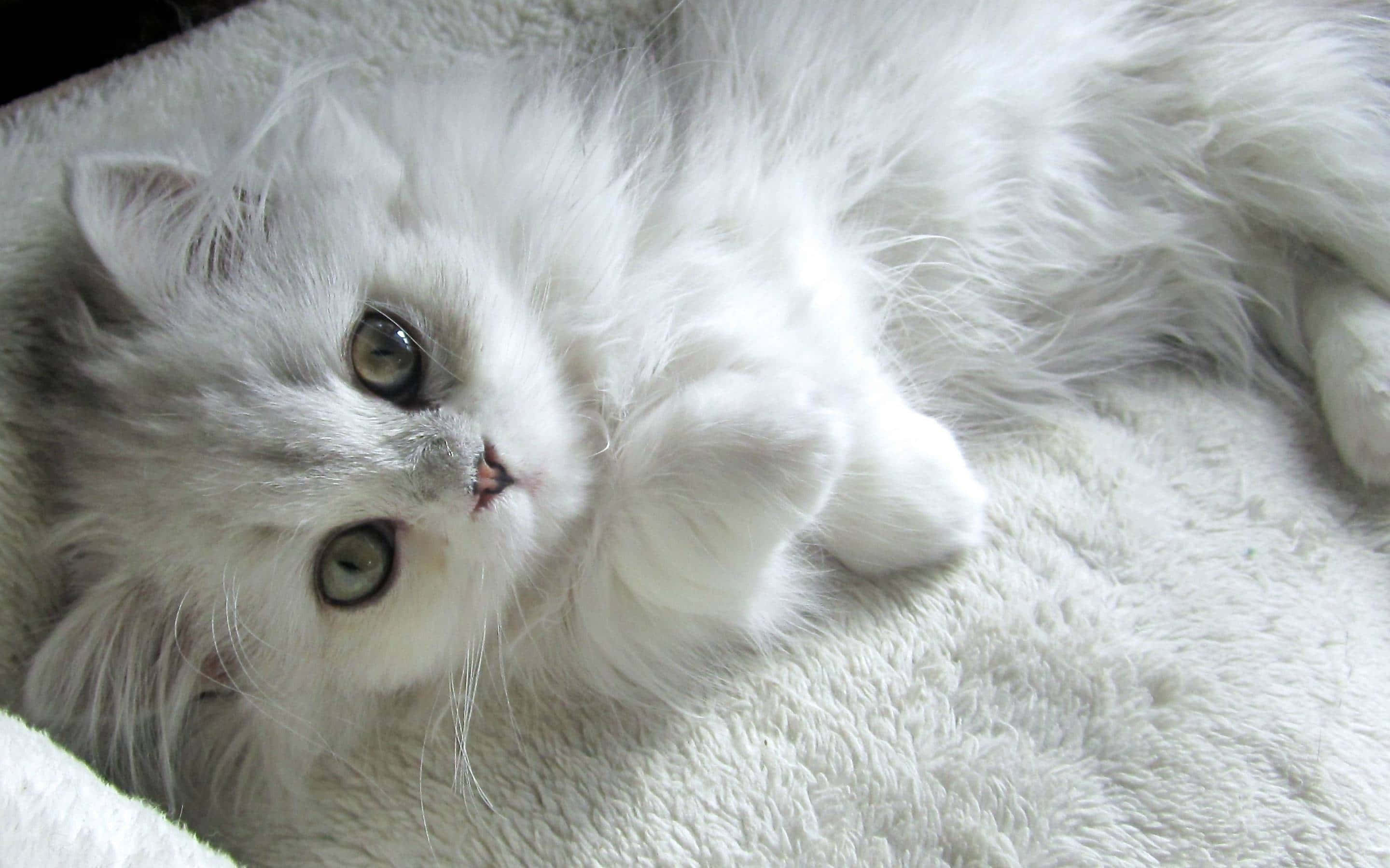 Turkish Angora 桌布 壁紙 — 一隻毛茸茸的白色波斯貓，有著綠色眼睛，放鬆地躺在柔軟的白色毯子上，向上凝視。