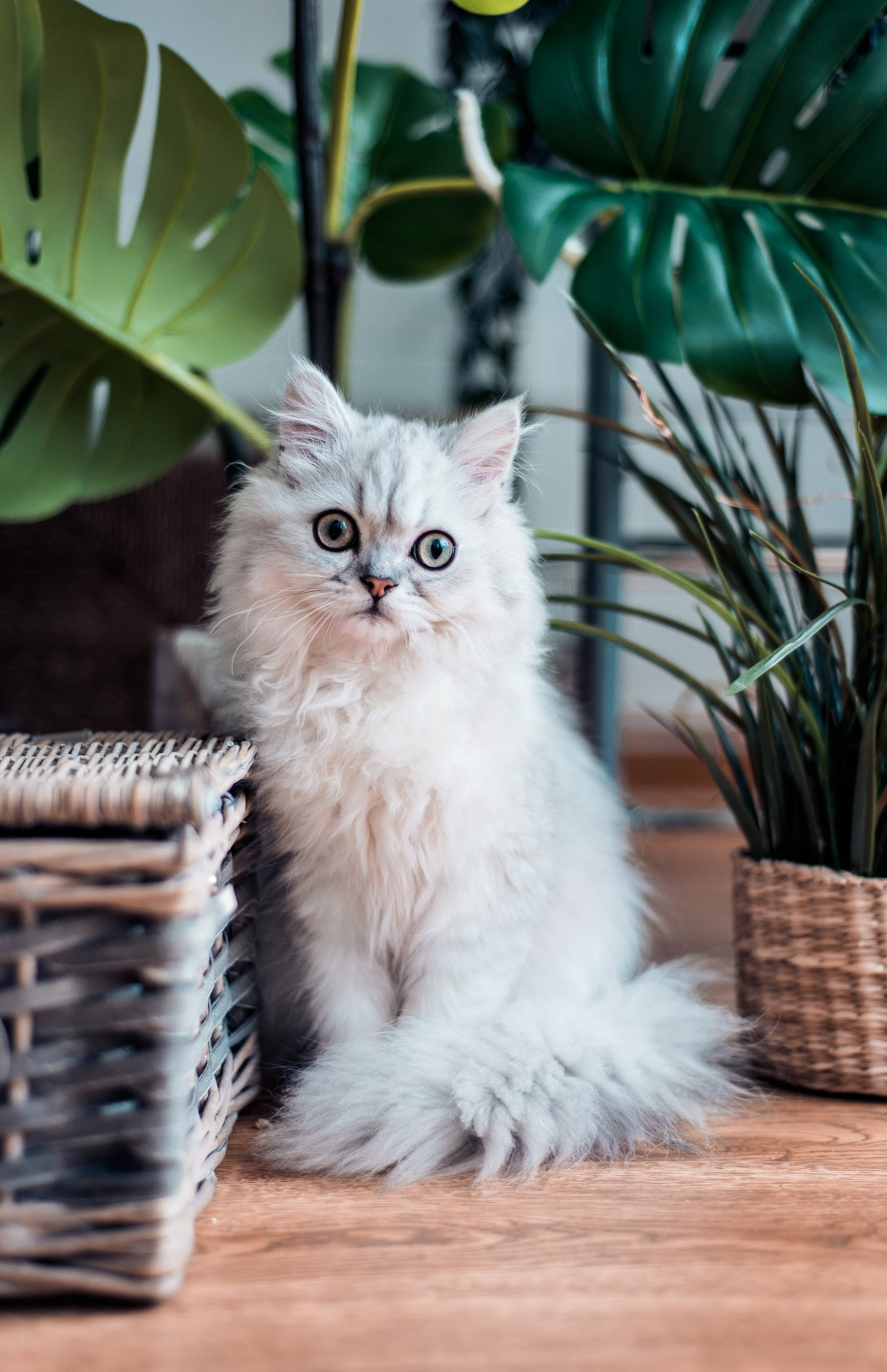 White Cat 桌布 壁紙 — 一隻毛茸茸的白色波斯貓咪，有著大大的綠色眼睛，警覺地坐在木地板上，旁邊有編織籃子和大型龜背竹葉。