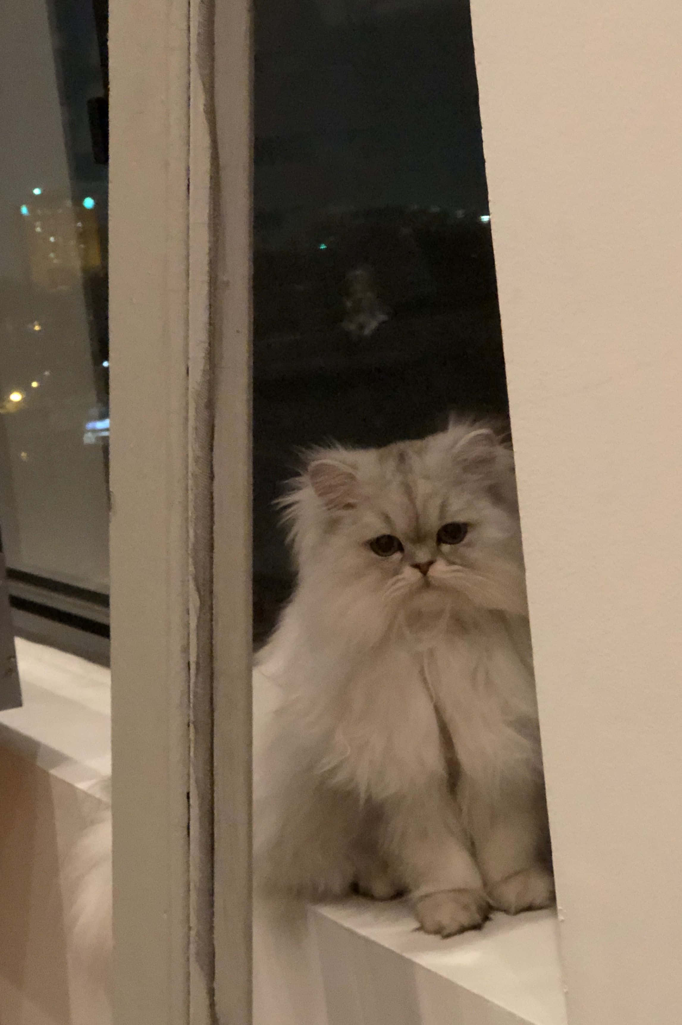 Cute Cat 桌布 壁紙 — 一隻毛茸茸的白色波斯貓威風凜凜地坐在窗台上，凝視著遠方燈火闌珊的城市夜景。