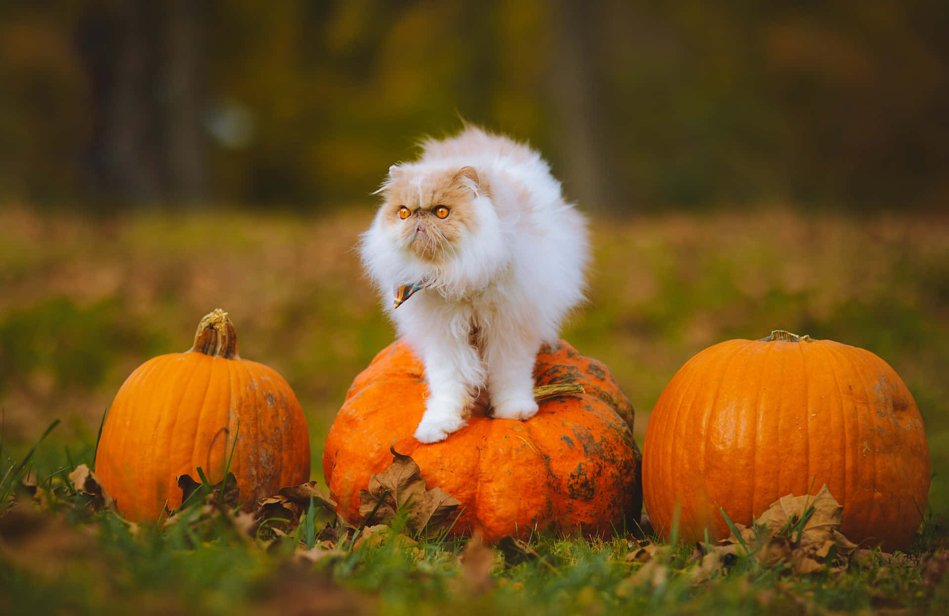 Pumpkin Patch 桌布 壁紙 — 一隻毛茸茸的白色波斯貓威風凜凜地棲息在一個被秋葉環繞的大橙色南瓜上。