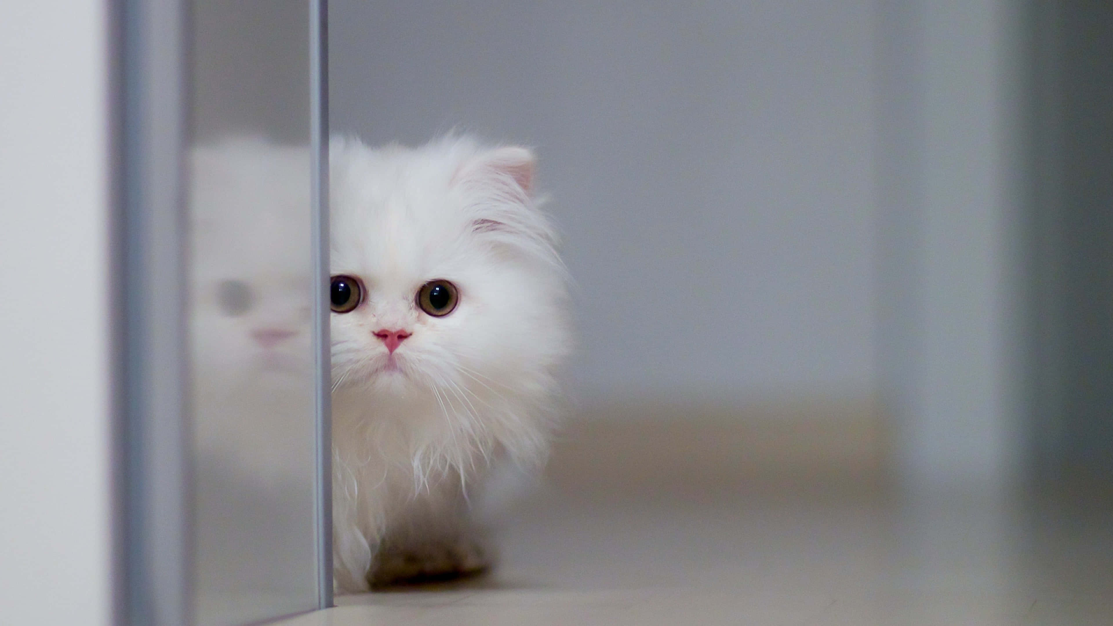 Kitten Cat 桌布 壁紙 — 一隻毛茸茸的白色波斯貓從玻璃門後好奇地探出頭來，背景柔和失焦。