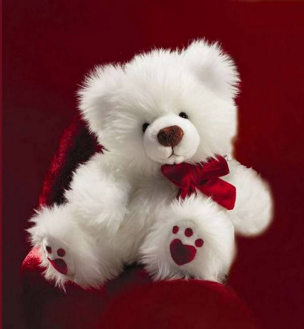 Cute Bear 桌布 壁紙 — 一隻毛茸茸的白色泰迪熊，繫著紅色蝴蝶結並帶有心形爪印，坐在濃郁的紅色天鵝絨背景前。