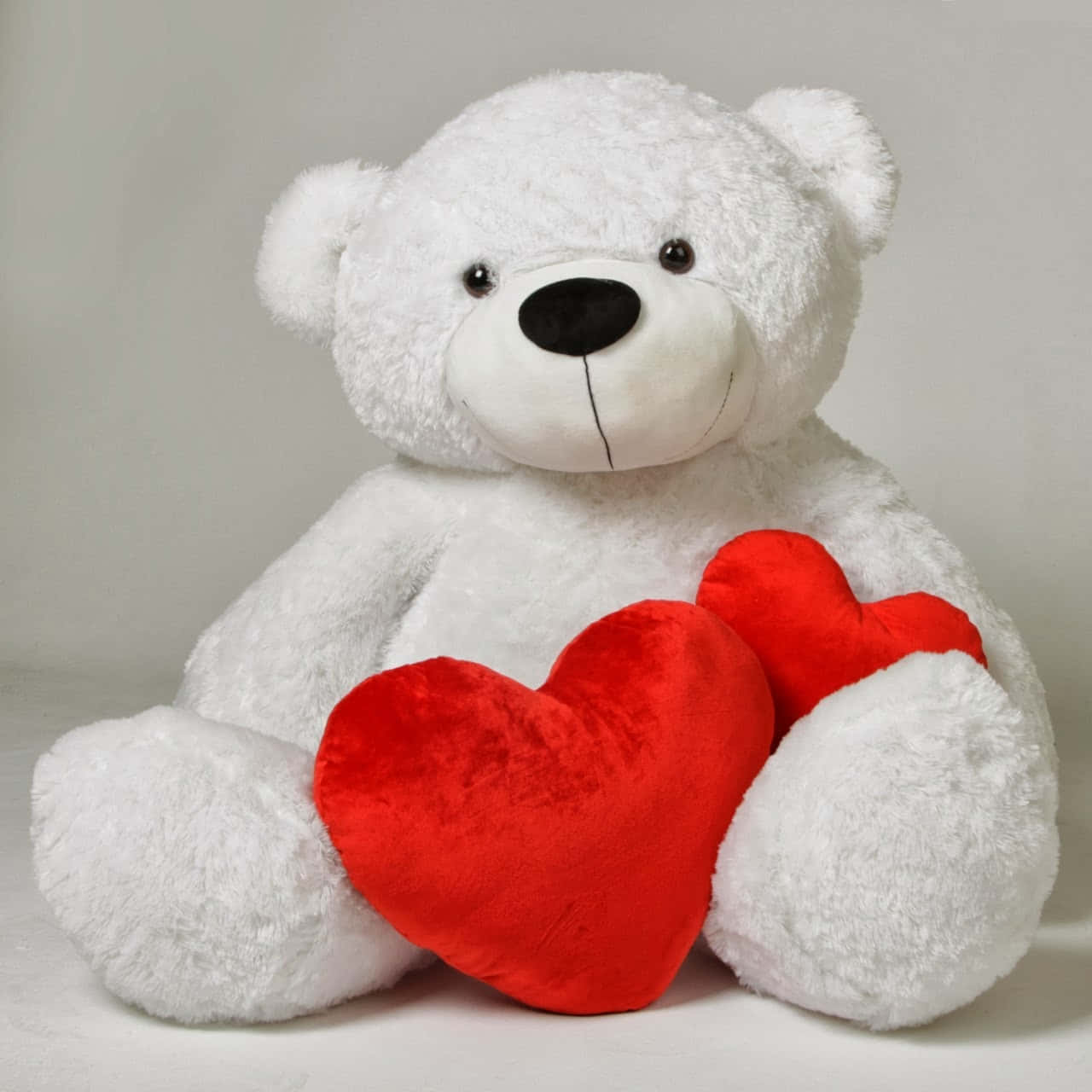 Cute Teddy 桌布 壁紙 — 一隻毛茸茸的白色泰迪熊坐在純淺灰色背景前，抱著兩個柔軟的紅色心形。