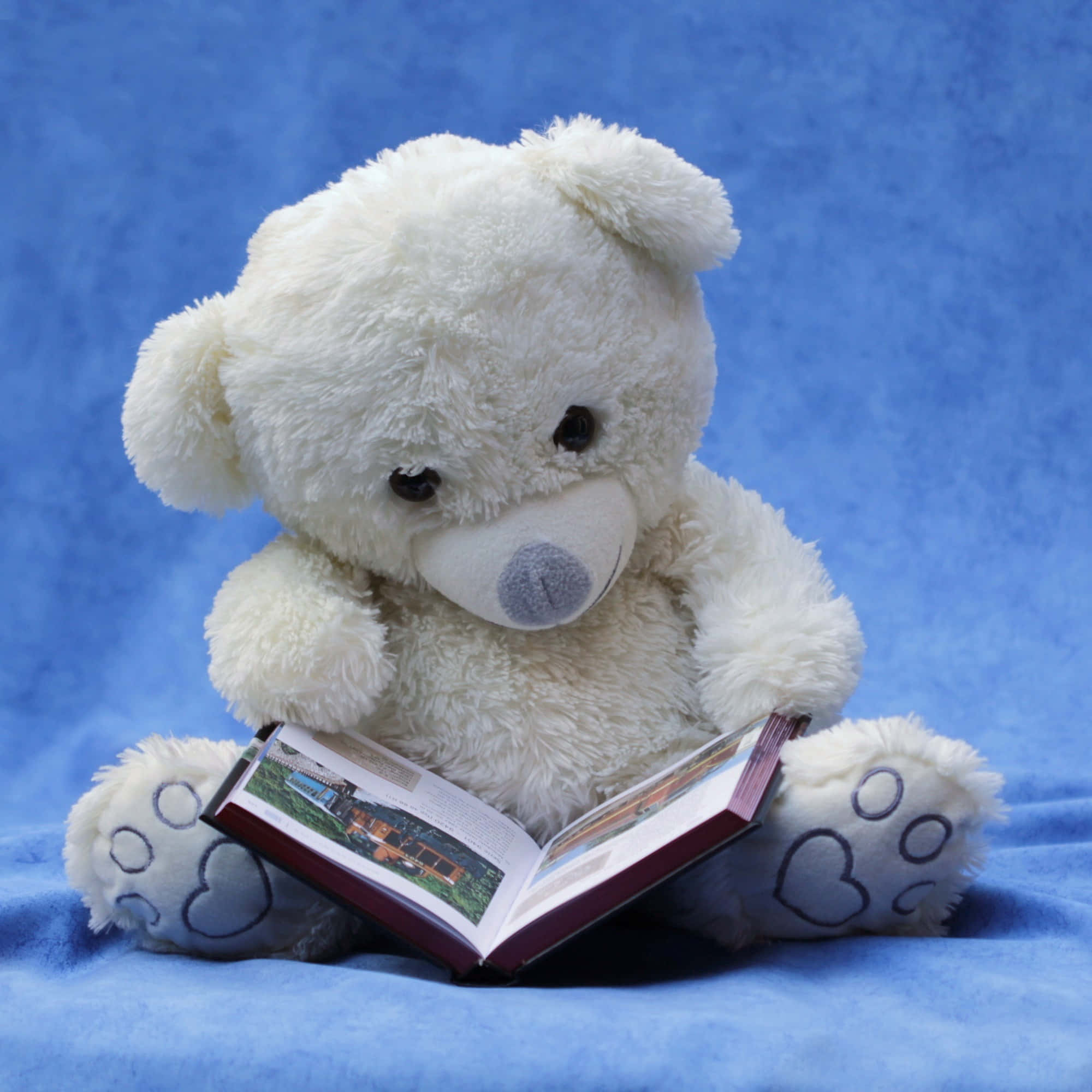 Teddy Bear 桌布 壁紙 — 一隻毛茸茸的白色泰迪熊坐在藍色毯子上，讀著一本有心形爪印的書。