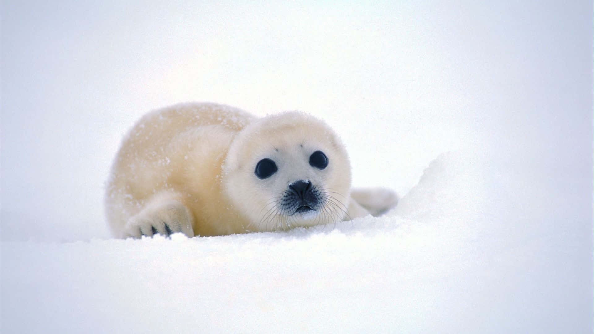 Winter Animal 桌布 壁紙 — 一隻毛茸茸的白色海豹寶寶在純淨的雪地上休息，睜著大大的好奇眼睛向前凝視。