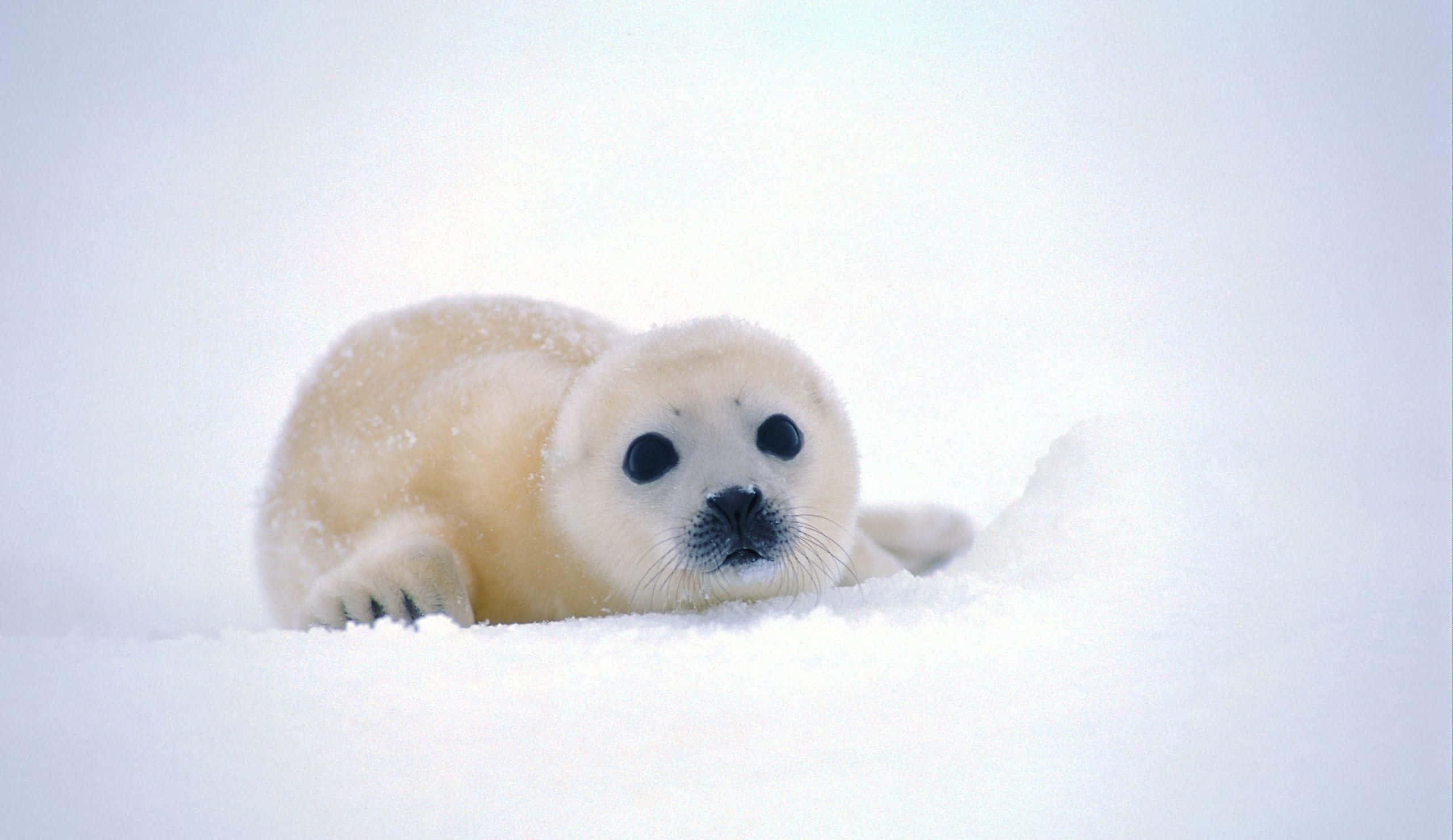 Cute Baby Animal 桌布 壁紙 — 一隻毛茸茸的白色海豹寶寶在純淨的雪地上休息，睜著大大的好奇眼睛向前凝視。