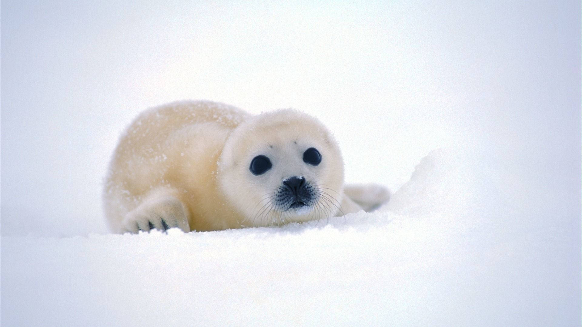 animals 桌布 壁紙 — 一隻毛茸茸的白色海豹寶寶在純淨的雪地上休息，睜著好奇的大眼睛向前凝視。