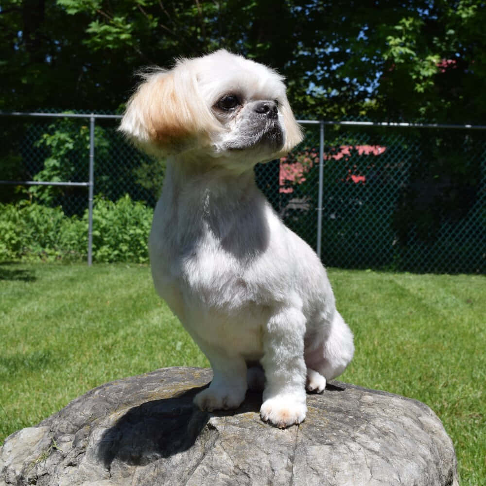 Pekingese 桌布 壁紙 — 一隻毛茸茸的白色狗，有棕色的耳朵，威風凜凜地坐在陽光普照的石頭上，周圍是樹木環繞的草地後院。