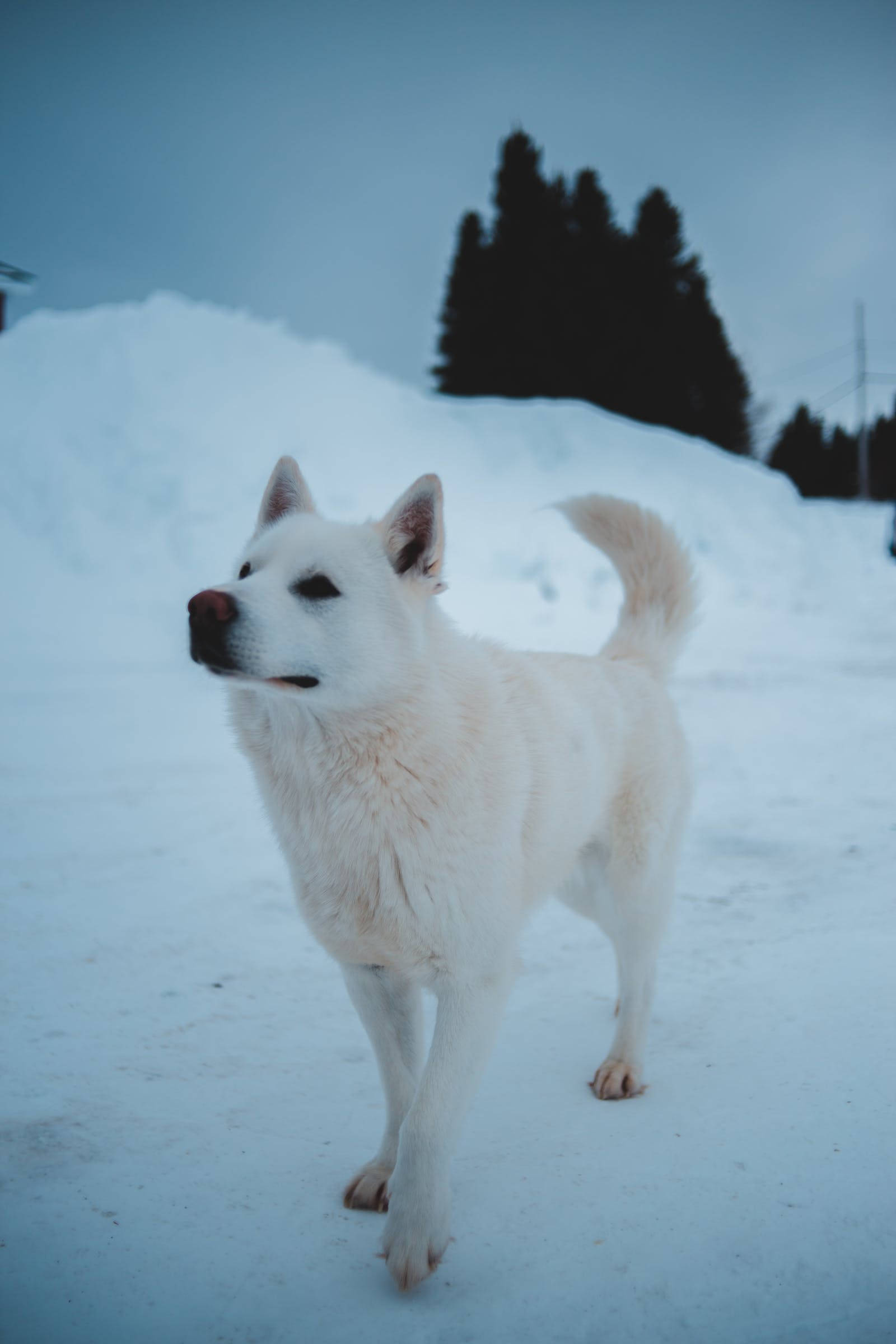 可愛的狼 桌布 壁紙 — 一隻毛茸茸的白色狗在雪景中警覺地站立，背景是暗淡的藍天和深色的樹木。