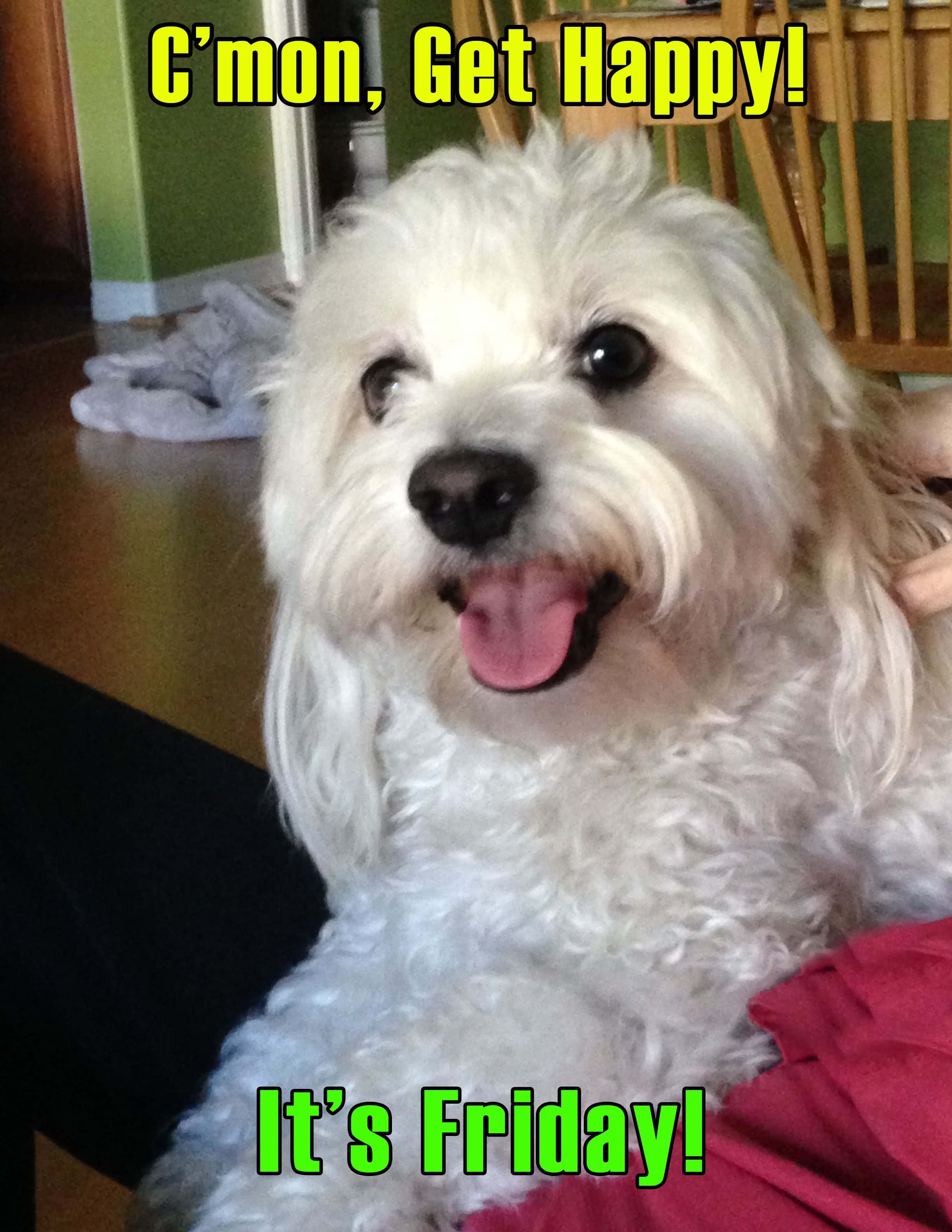 shih tzu 桌布 壁紙 — 一隻毛茸茸的白色狗狗帶著開心的表情坐在室內，伸出舌頭，文字寫著「C'mon Get Happy!」和「It's Friday!」