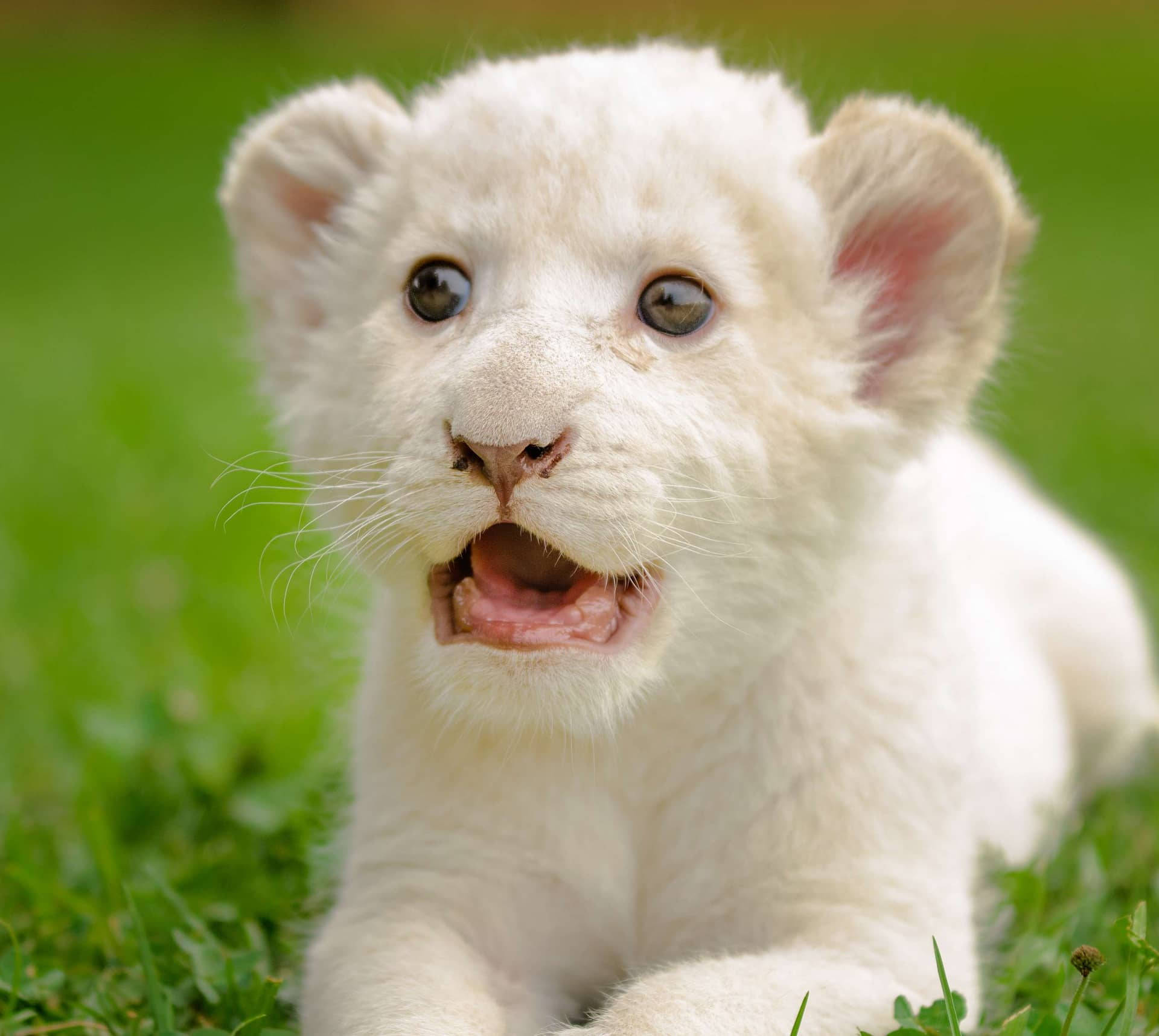 Baby Lion 桌布 壁紙 — 一隻毛茸茸的白色獅子幼崽，睜著好奇的大眼睛，躺在鮮綠的草地上，嘴巴微微張開，帶著天真的驚奇。