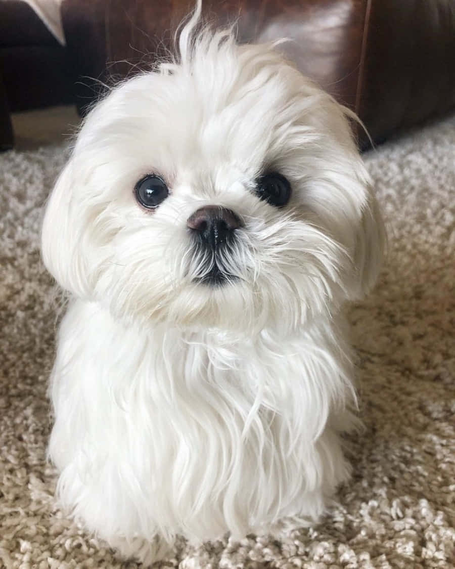Maltese Puppy 桌布 壁紙 — 一隻毛茸茸的白色瑪爾濟斯幼犬，有著大大的深色眼睛，專注地坐在米色地毯上，靠近一張棕色皮革沙發。