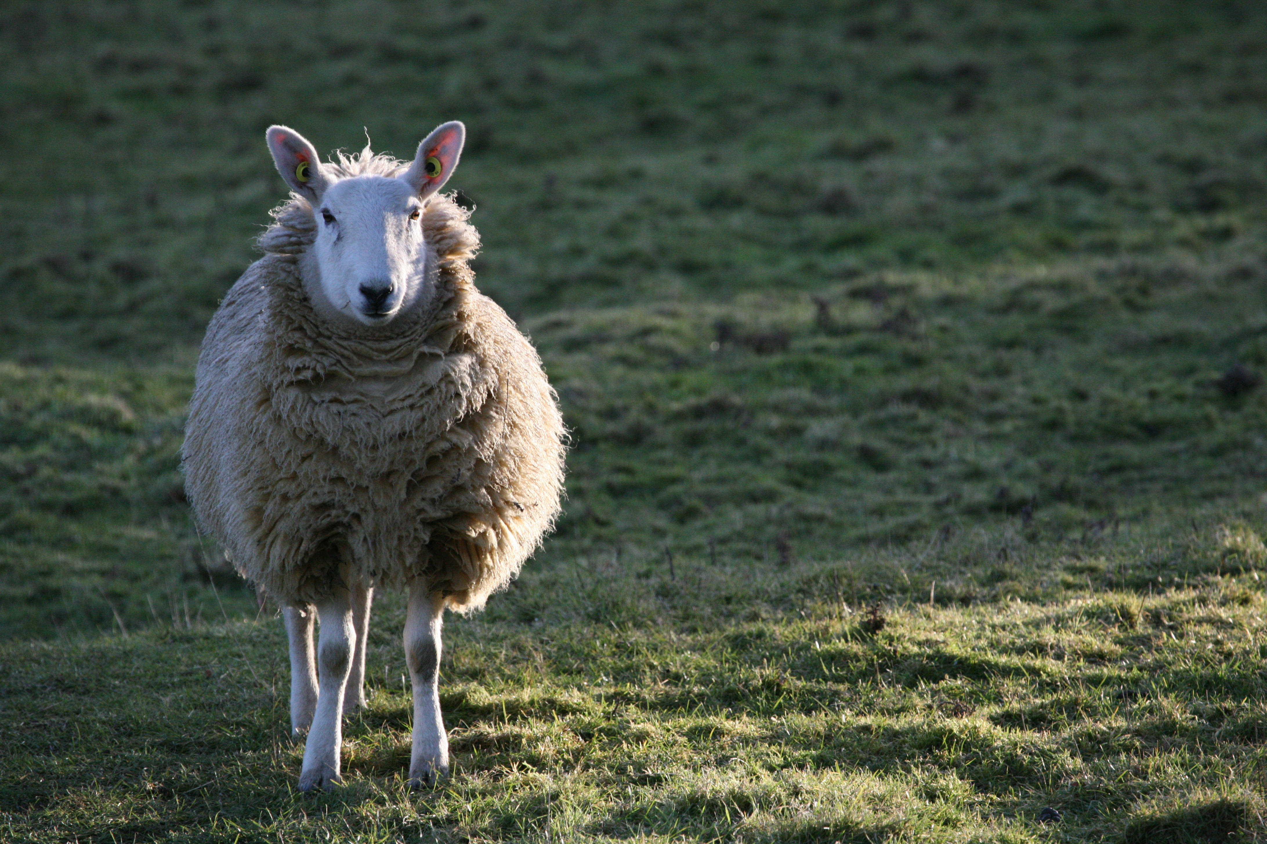 Sheep 桌布 壁紙 — 一隻毛茸茸的白色綿羊，帶有黃色耳標，警覺地站在陽光普照的綠色牧場上。