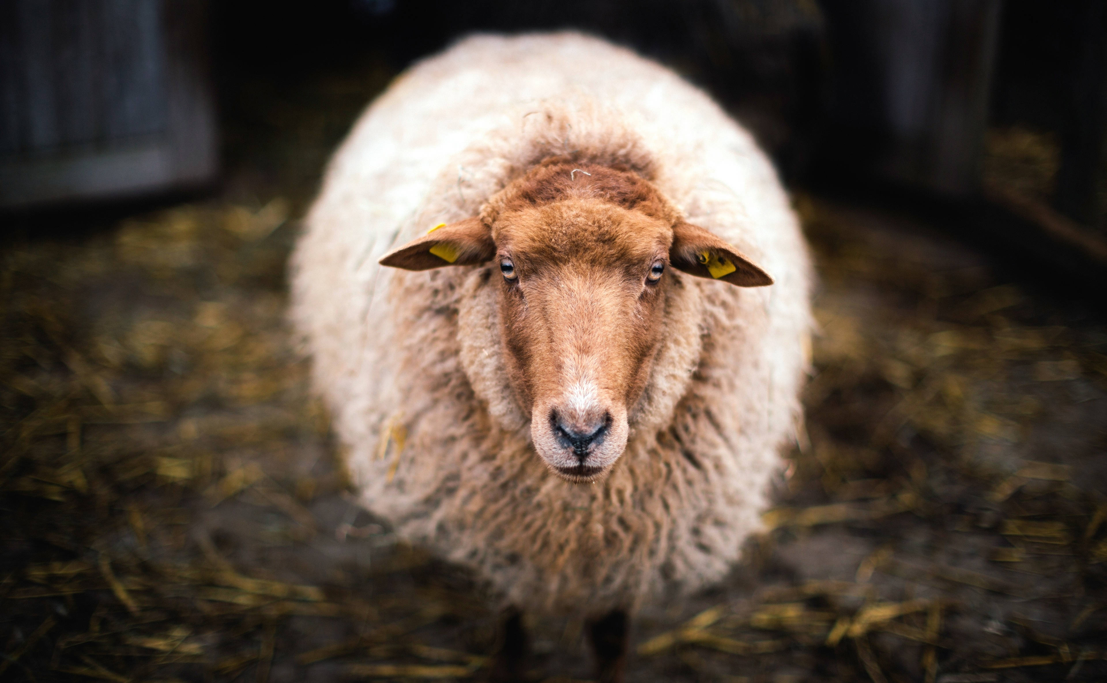 Sheep 桌布 壁紙 — 一隻毛茸茸的白色綿羊，有著棕色的臉和黃色的耳標，從鋪滿乾草的穀倉地板上直視鏡頭。