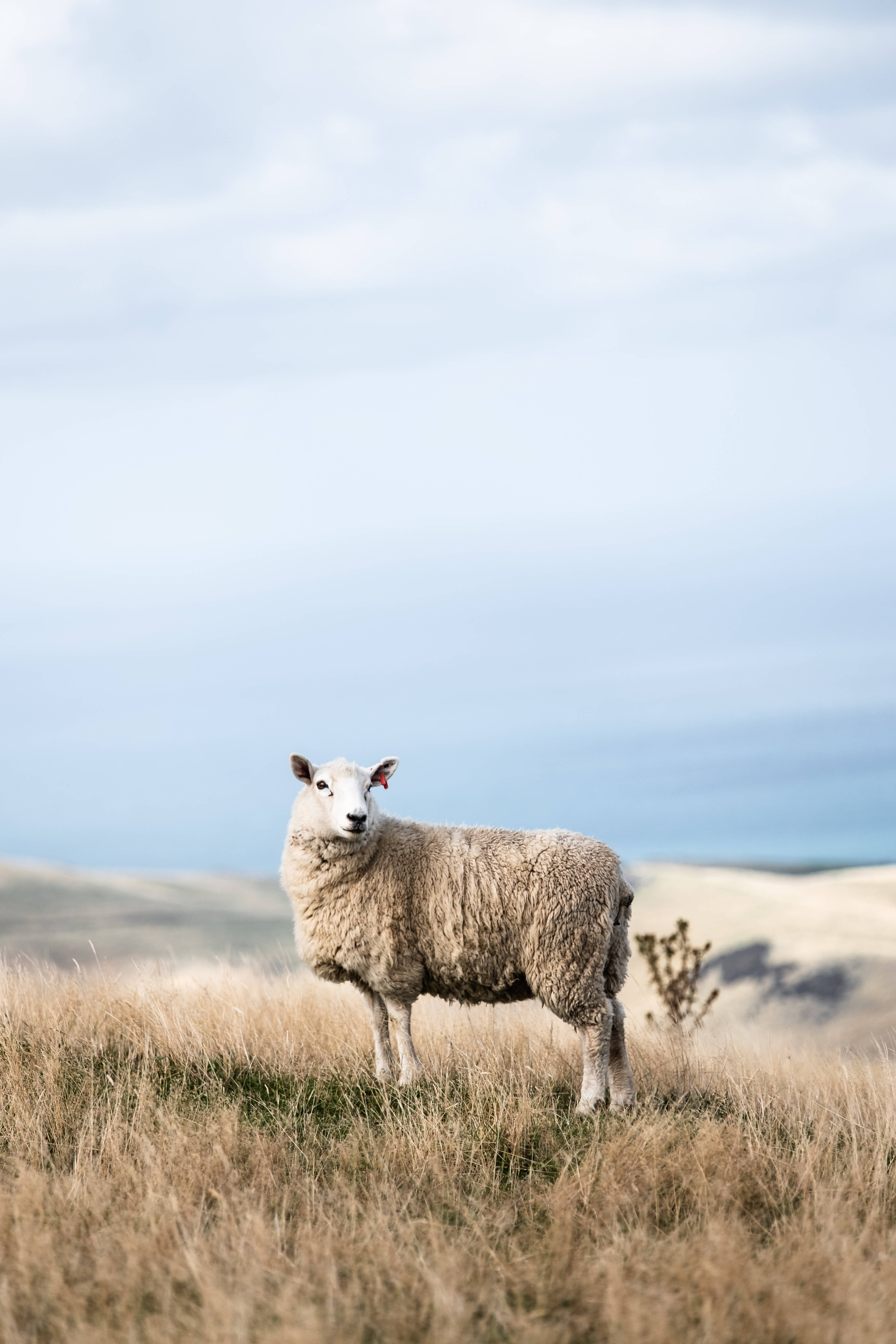 Sheep 桌布 壁紙 — 一隻毛茸茸的白色綿羊在乾燥的金色草地上警覺地站著，天空柔和多雲。