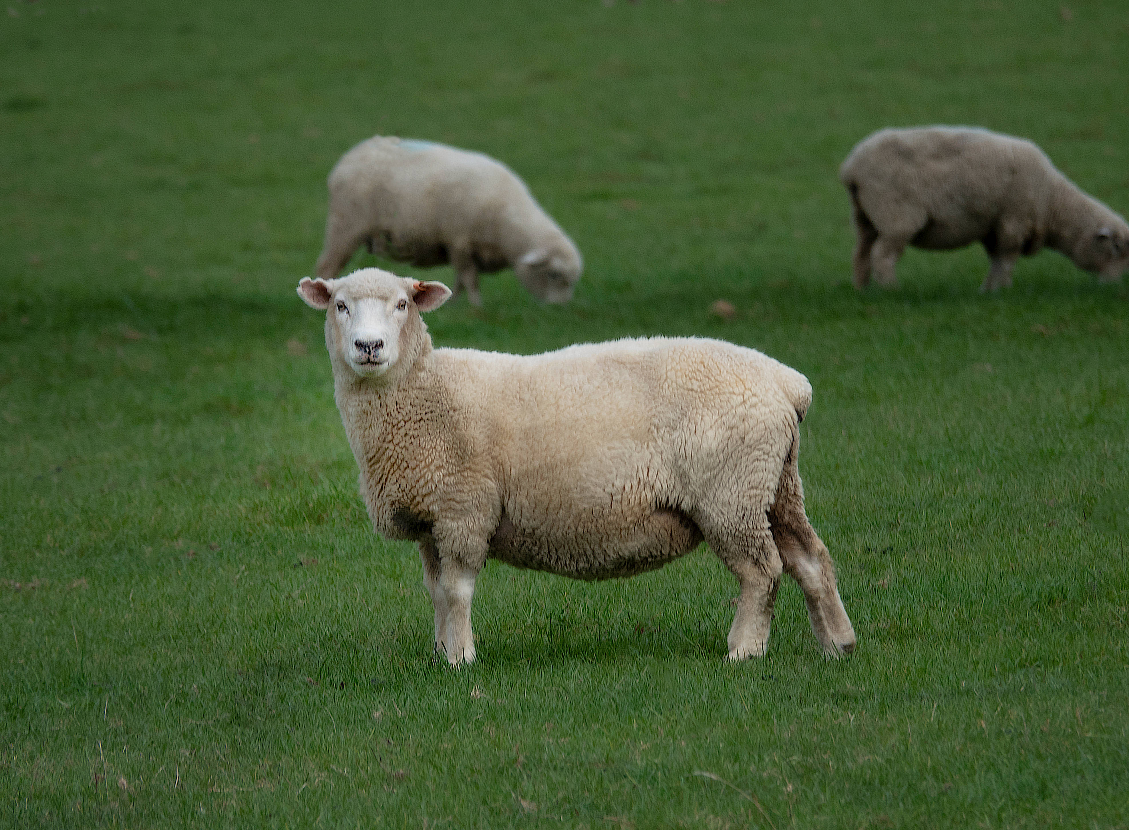 Sheep 桌布 壁紙 — 一隻毛茸茸的白色綿羊在茂盛的綠色牧場上警覺地站著，背景中有另外兩隻在吃草。