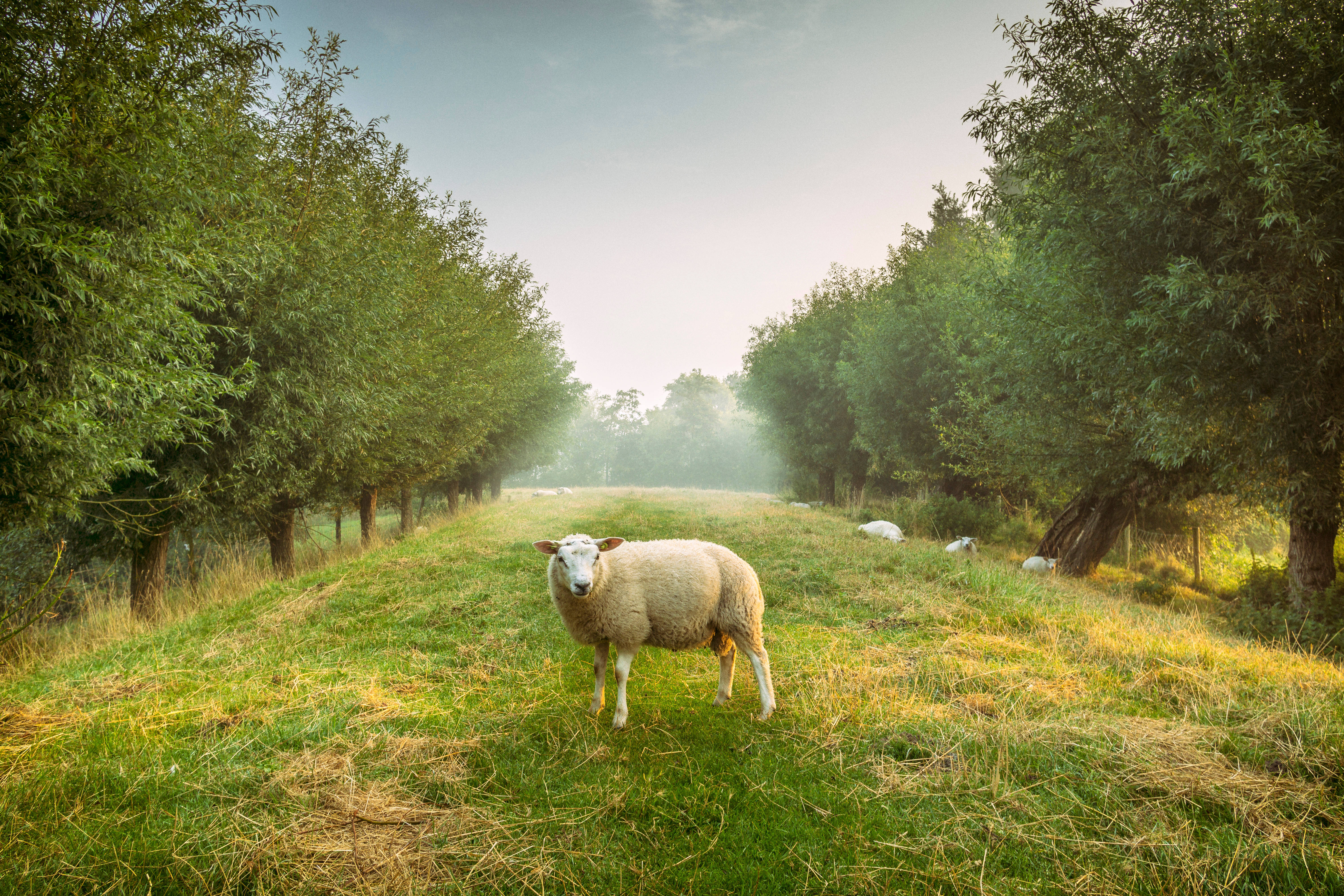 Sheep 桌布 壁紙 — 一隻毛茸茸的白色綿羊站在草地上，兩旁是高大的綠色樹木，天空柔和而霧濛濛。