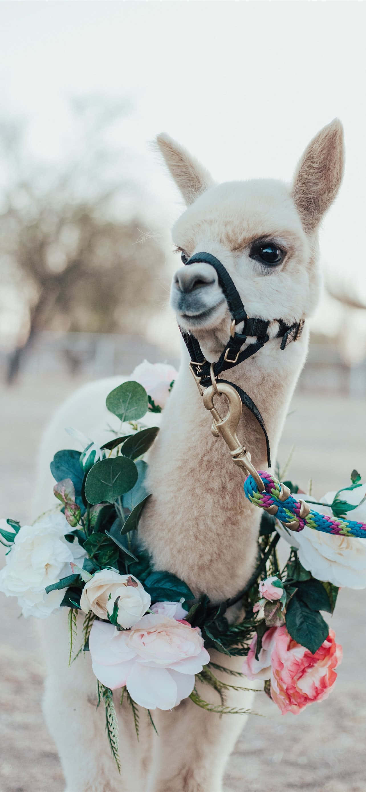 llama 桌布 壁紙 — 一隻毛茸茸的白色羊駝，戴著粉紅白玫瑰和綠葉編成的花環，溫柔地看著鏡頭。