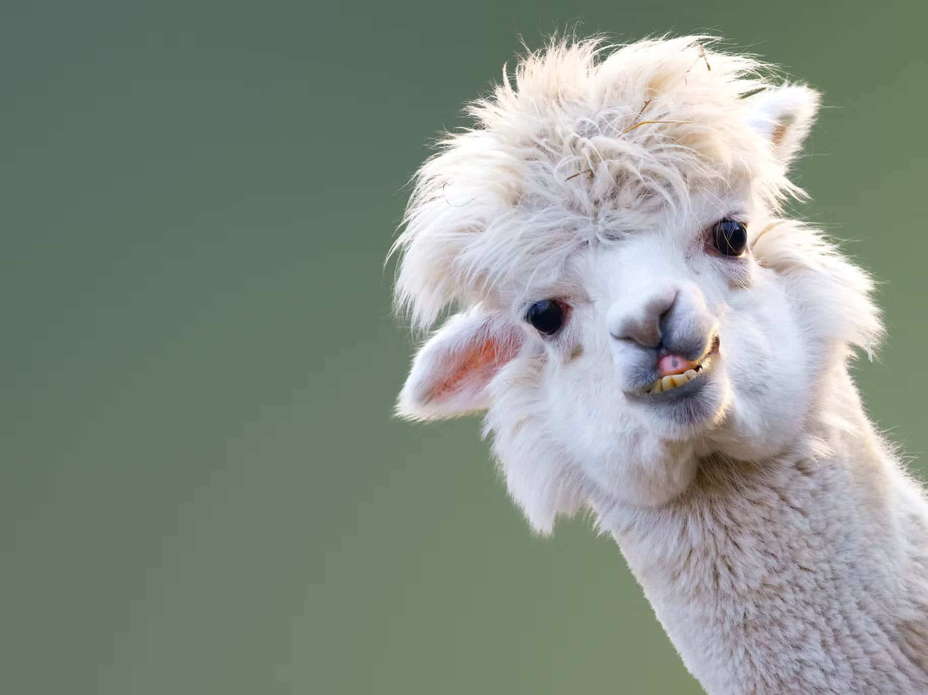 Alpaca 桌布 壁紙 — 一隻毛茸茸的白色羊駝，有著凌亂的鬃毛和頑皮的笑容，在柔和的綠色背景下好奇地看著鏡頭。