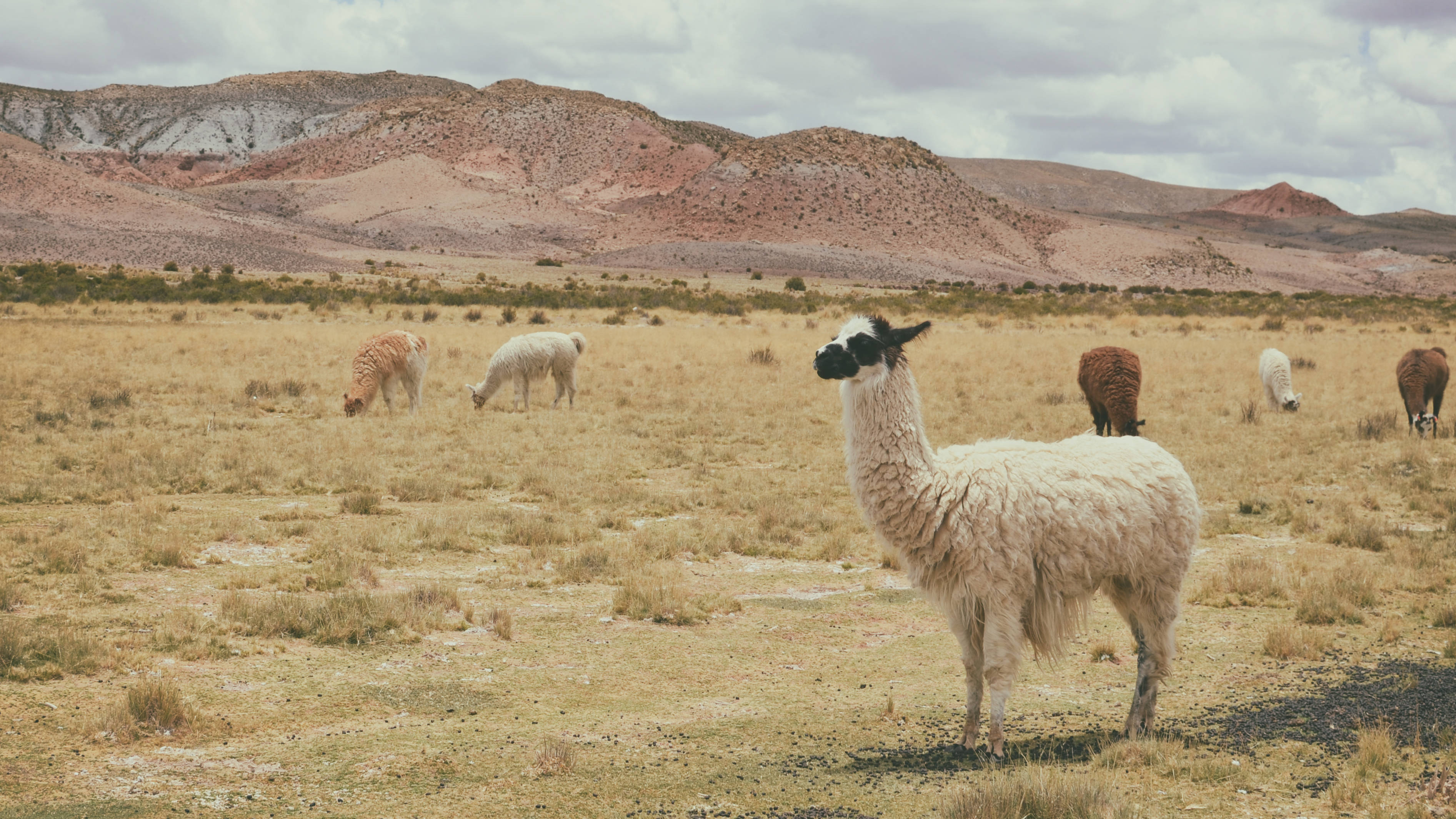 Alpaca 桌布 壁紙 — 一隻毛茸茸的白色羊駝在乾燥的草地上警覺地站著，其他羊駝在多雲的天空下吃草。