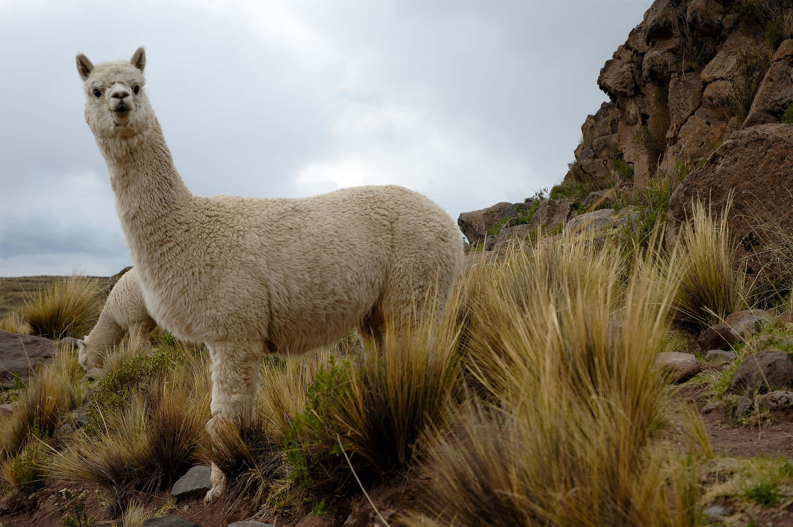 Alpaca 桌布 壁紙 — 一隻毛茸茸的白色羊駝在崎嶇的高地田野中警覺地站立，周圍有岩石峭壁和金色草地，天空多雲。
