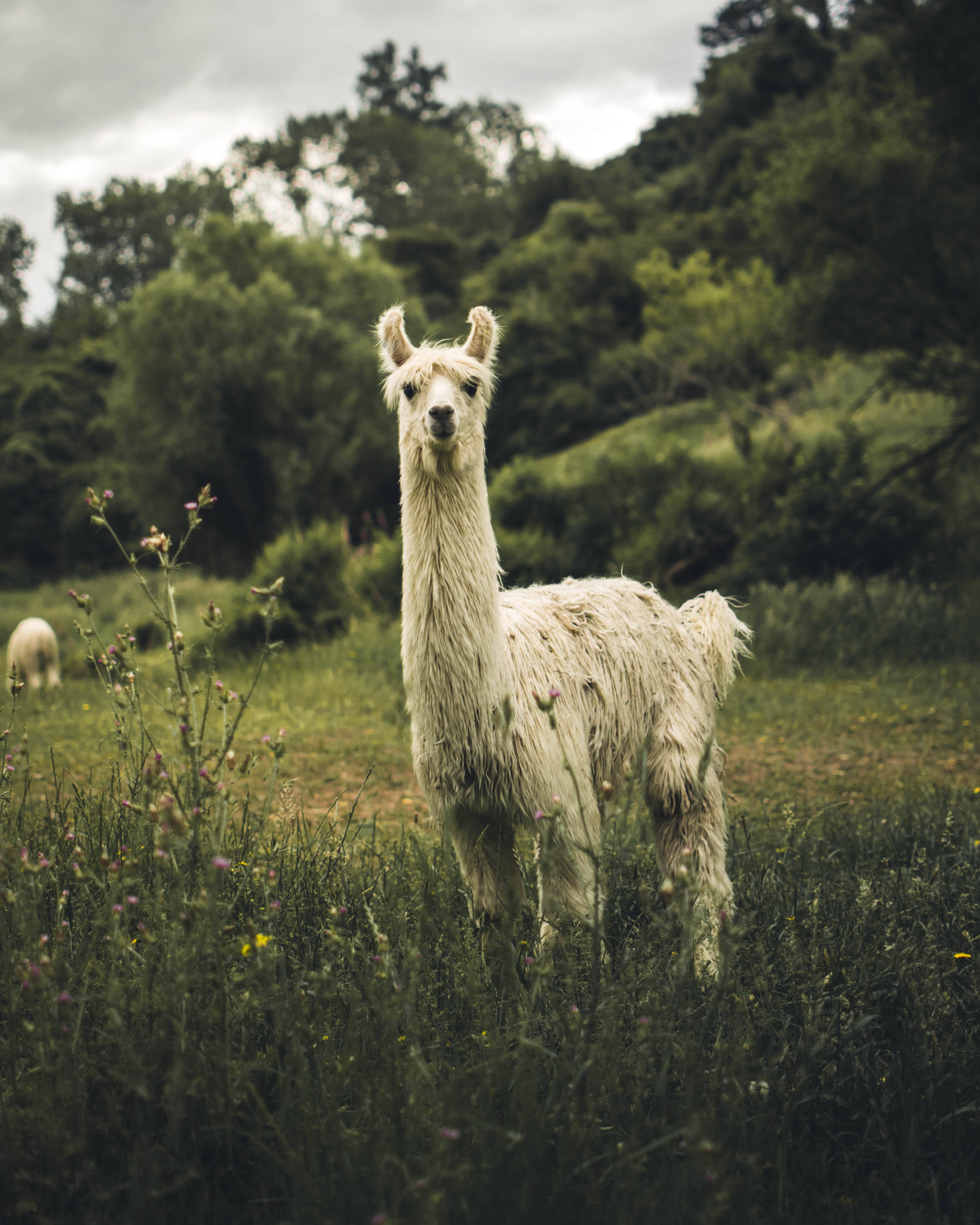 動物 桌布 壁紙 — 一隻毛茸茸的白色羊駝在陰天下的草地上警覺地站著，草地上有野花。