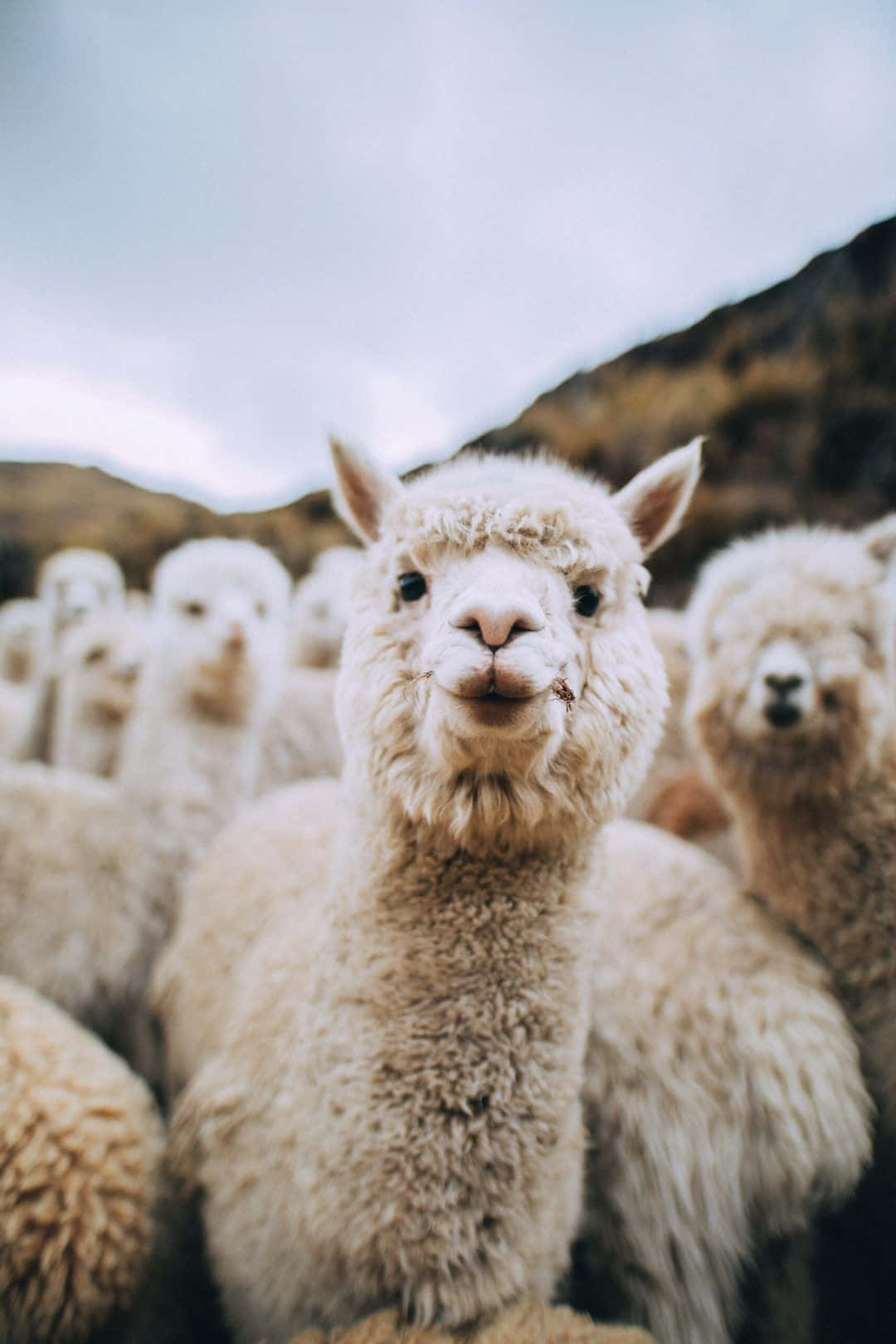 Aesthetic Animals 桌布 壁紙 — 一隻毛茸茸的白色羊駝好奇地望著鏡頭，嘴裡叼著一根小樹枝，背景是模糊的山脈和陰天。