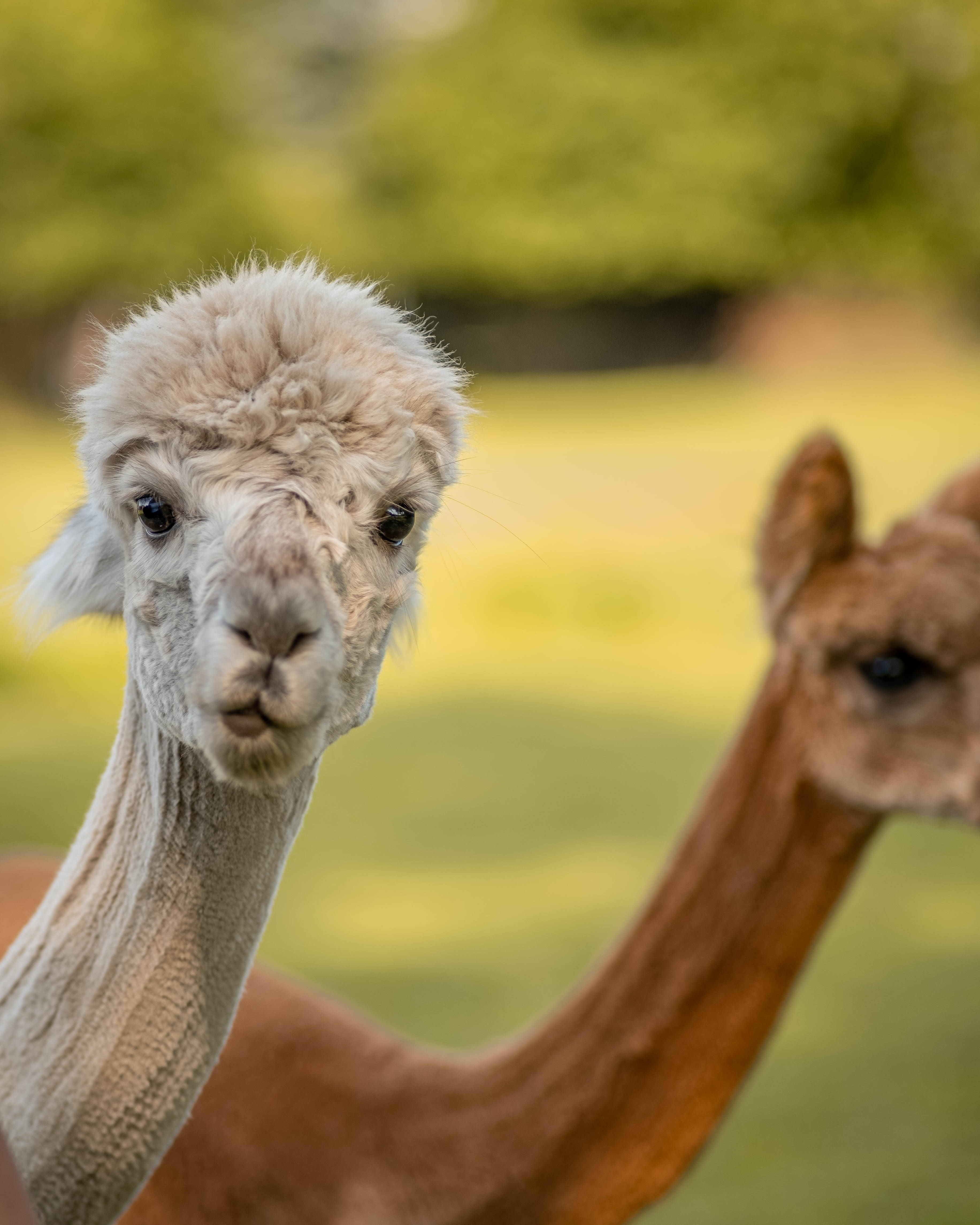 Alpaca 桌布 壁紙 — 一隻毛茸茸的白色羊駝好奇地盯著鏡頭的特寫，背景有一隻棕色羊駝處於柔焦狀態。