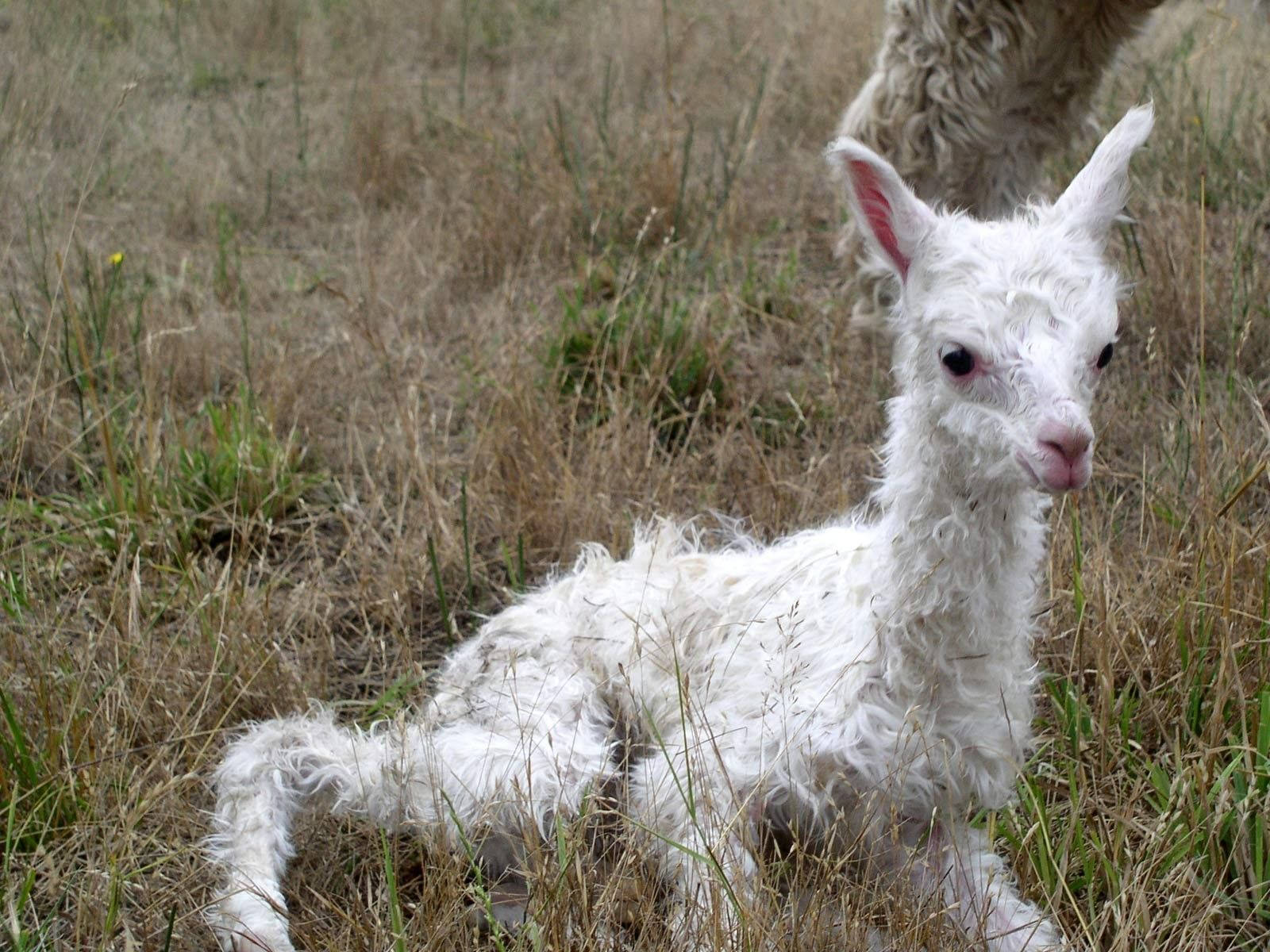 baby animal 桌布 壁紙 — 一隻毛茸茸的白色羊駝寶寶在乾草中休息，帶著好奇的眼神和粉紅色的耳朵。