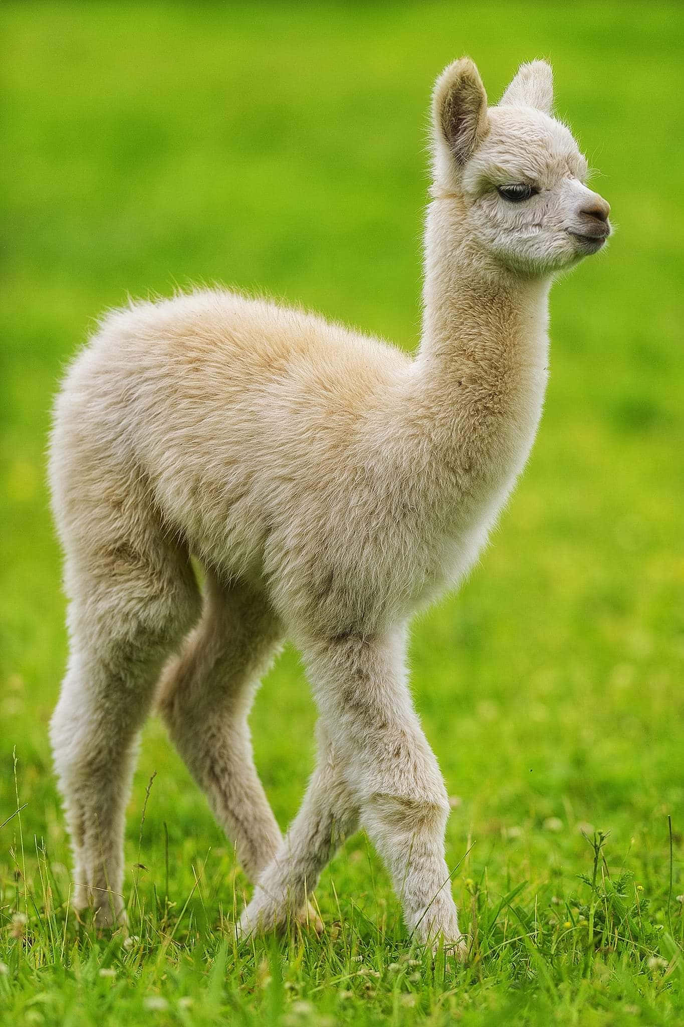 Alpaca 桌布 壁紙 — 一隻毛茸茸的白色羊駝寶寶在明亮的日光下，優雅地站在充滿活力的綠色草地上。