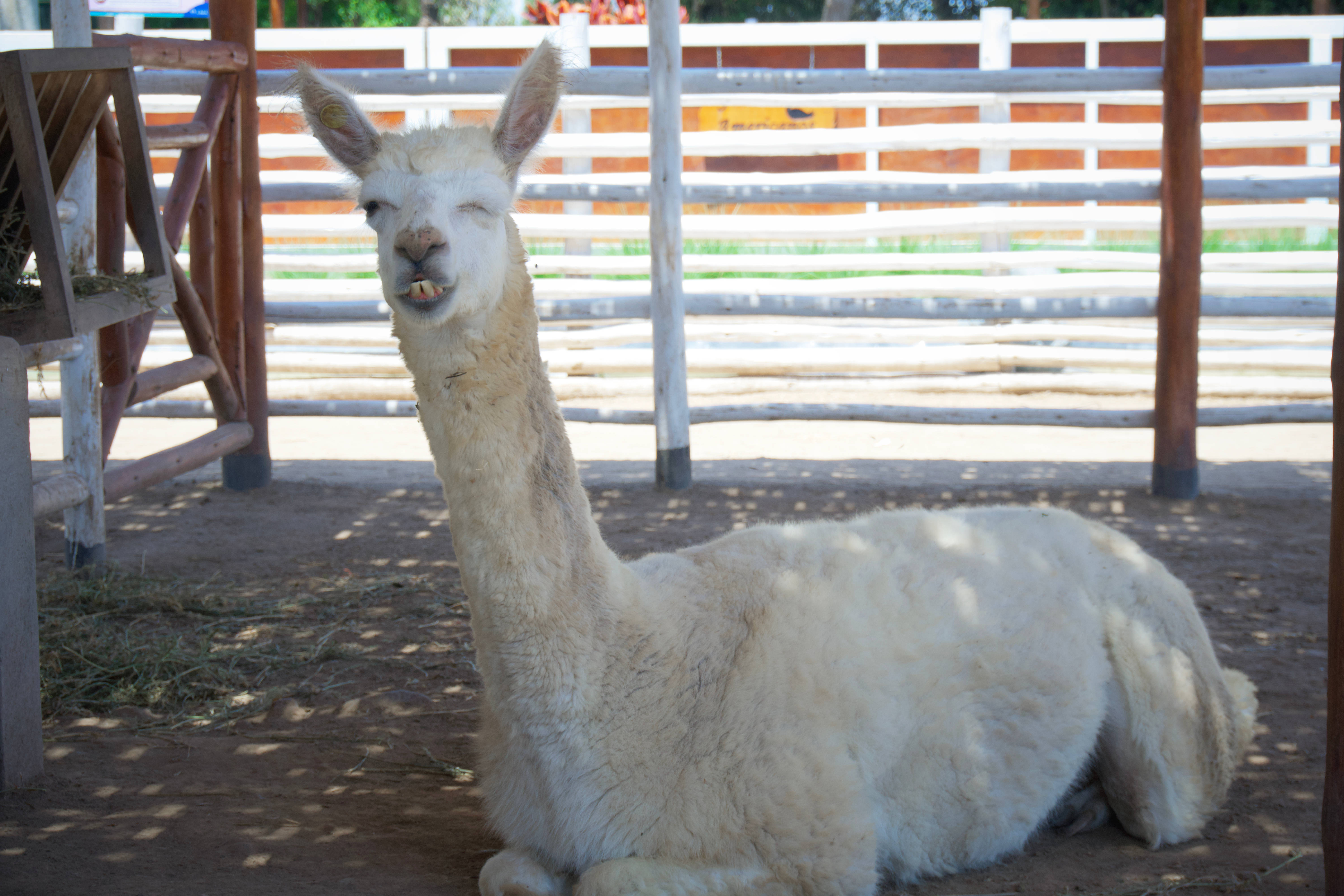 Alpaca 桌布 壁紙 — 一隻毛茸茸的白色羊駝平靜地坐在陽光普照的圍欄內，半閉著眼睛咀嚼乾草。