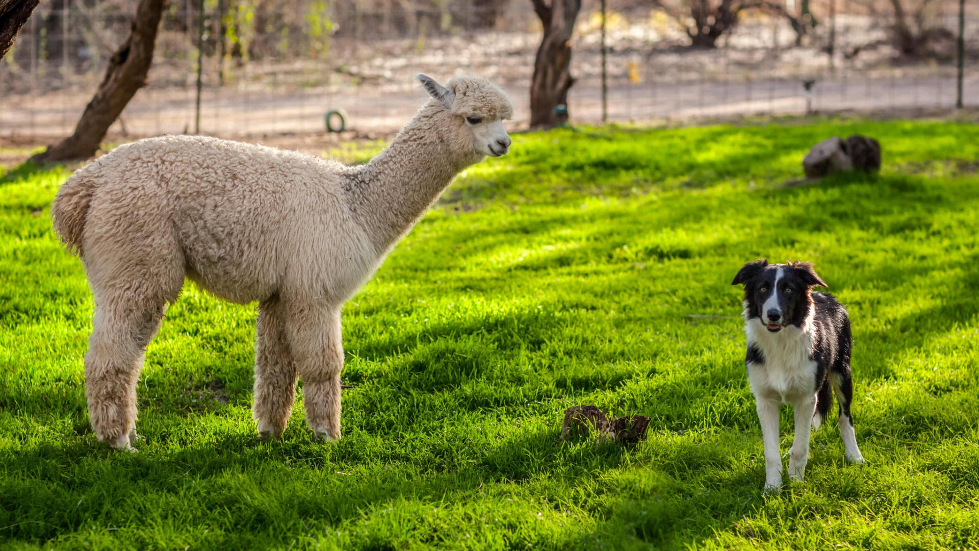 Alpaca 桌布 壁紙 — 一隻毛茸茸的白色羊駝平靜地站在一隻黑白邊境牧羊犬旁邊，在鮮綠的草地上，沐浴在明亮的陽光下。