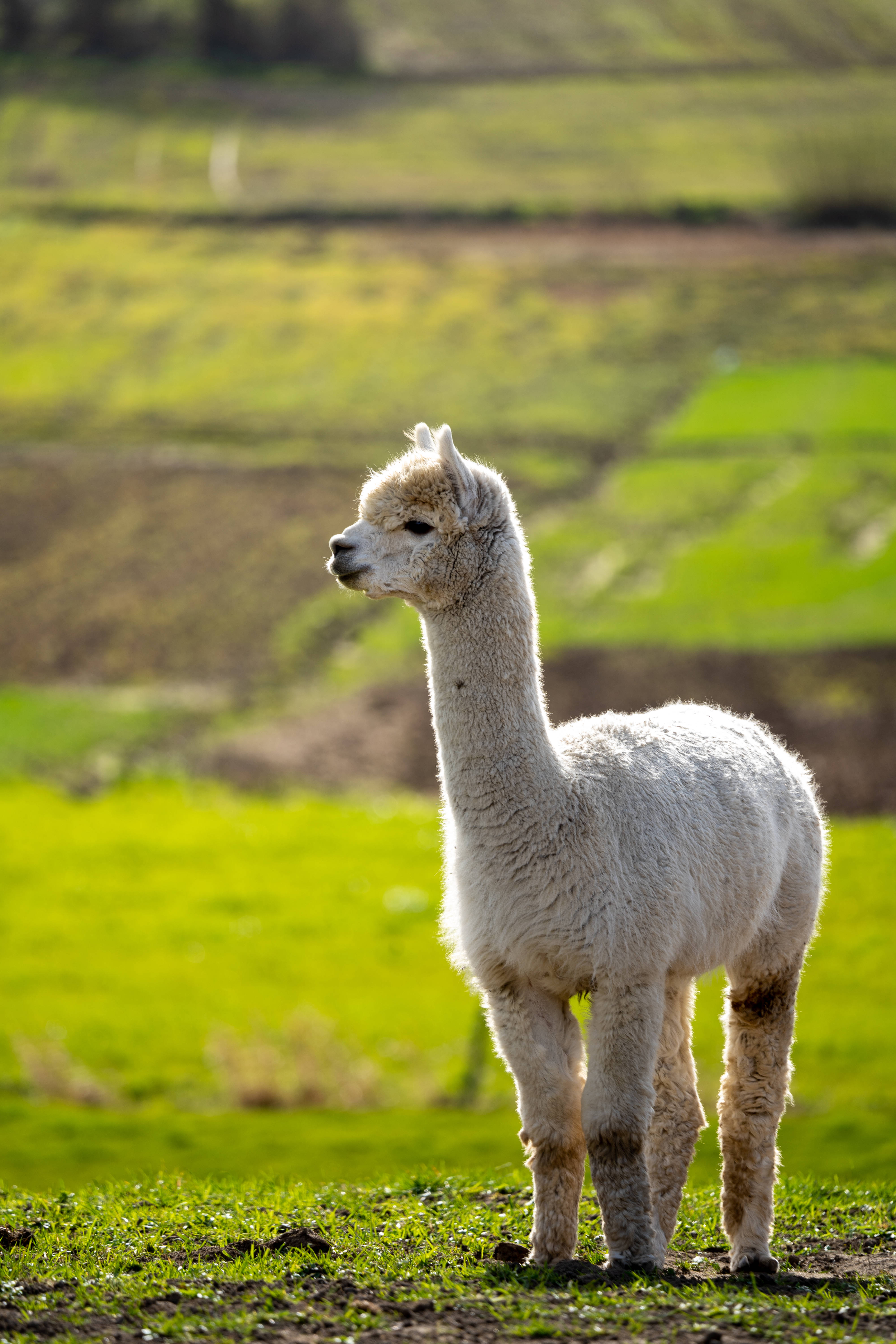 Alpaca 桌布 壁紙 — 一隻毛茸茸的白色羊駝平靜地站在陽光明媚的綠色牧場上，背景是連綿起伏的山丘。