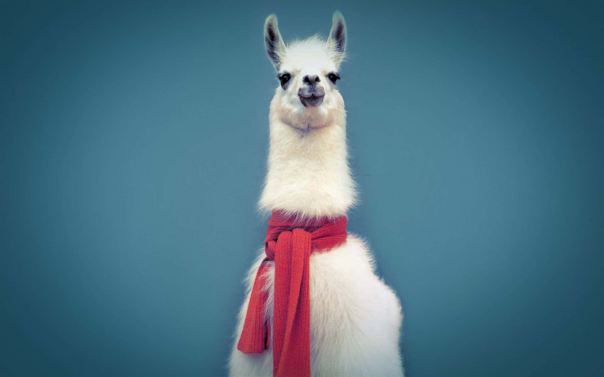 llama 桌布 壁紙 — 一隻毛茸茸的白色羊駝戴著紅色圍巾，站在純藍色背景前，表情好奇。