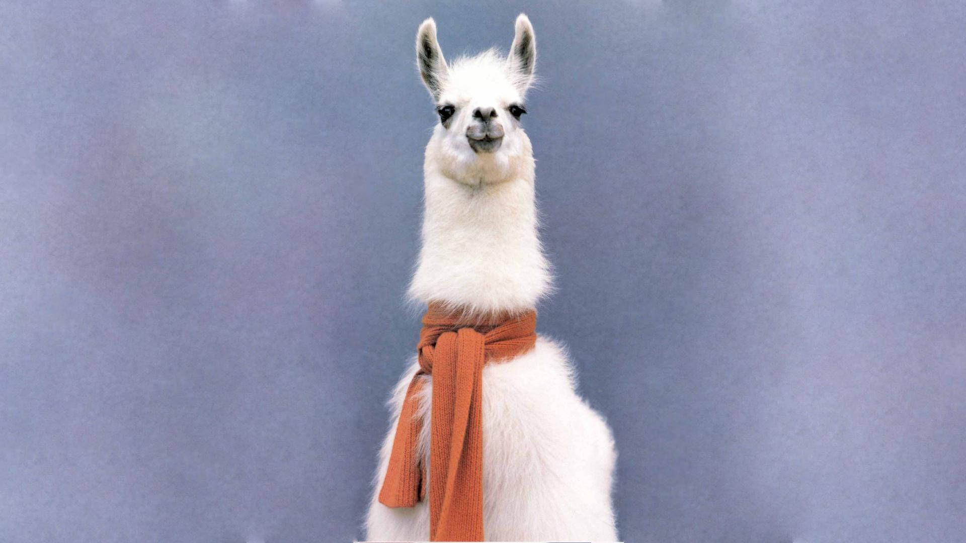 Alpaca 桌布 壁紙 — 一隻毛茸茸的白色羊駝戴著鏽色圍巾，站在柔和的藍灰色工作室背景前。