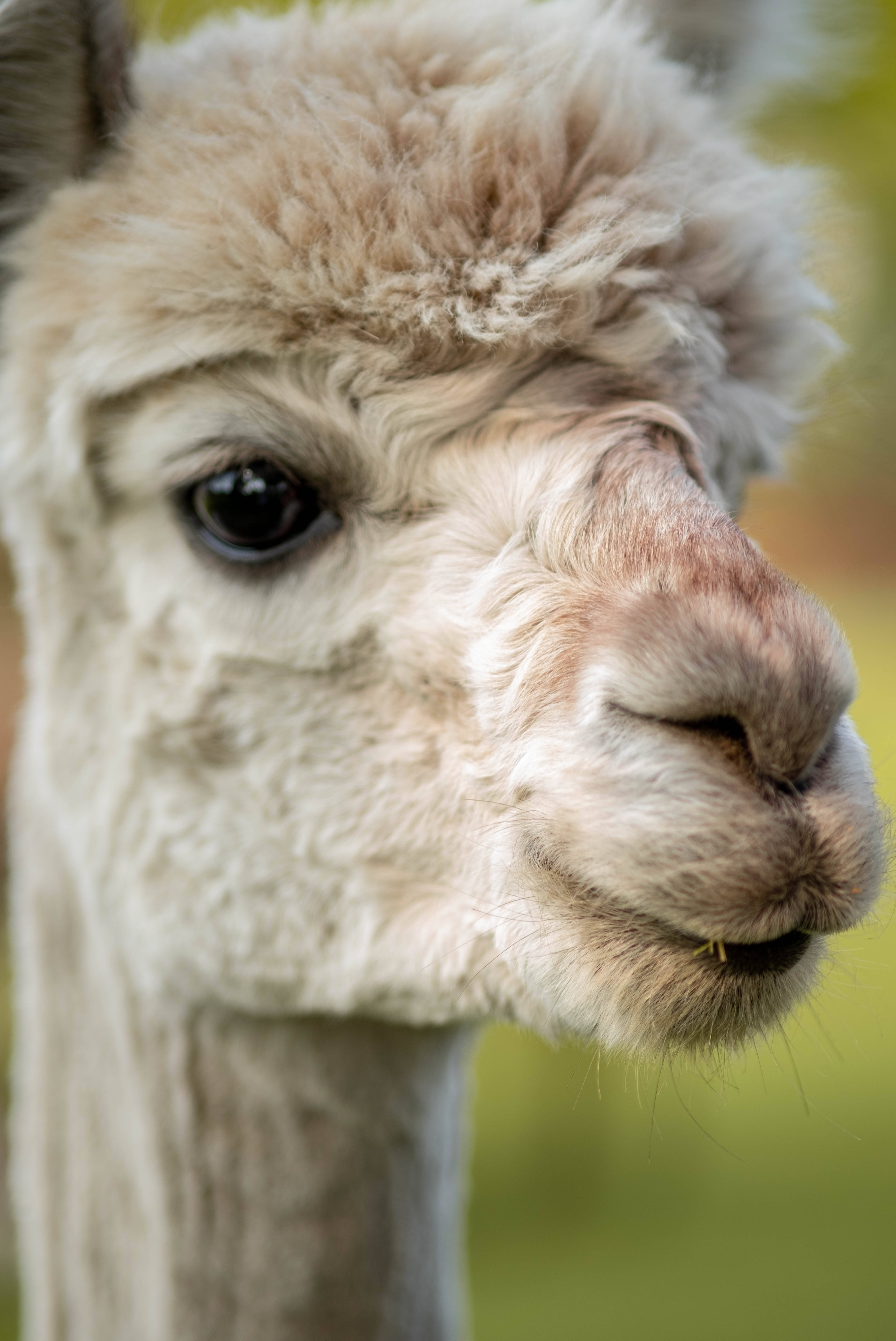Alpaca 桌布 壁紙 — 一隻毛茸茸的白色羊駝特寫，擁有柔軟的毛髮和溫柔的眼神，在模糊的綠色背景下平靜地凝視。